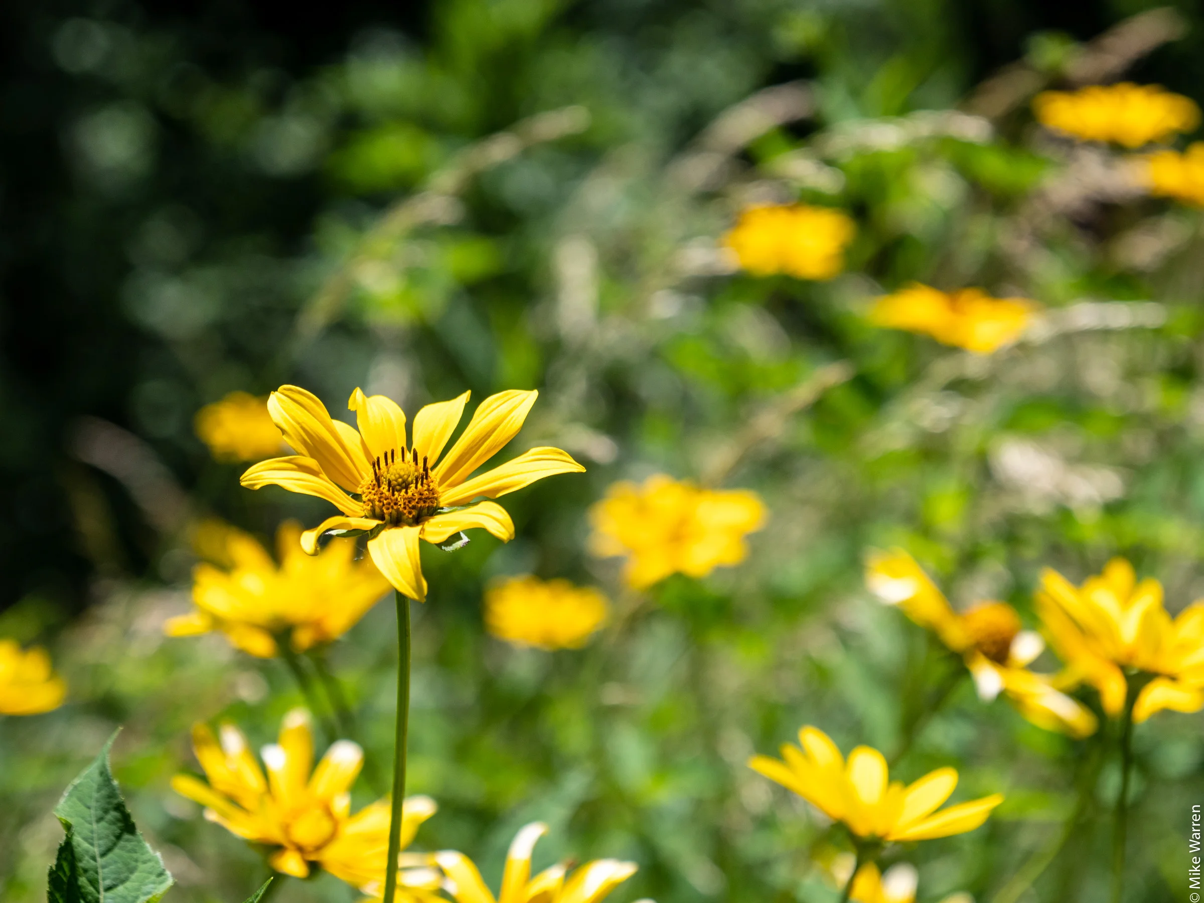 P1011036-5.jpg
