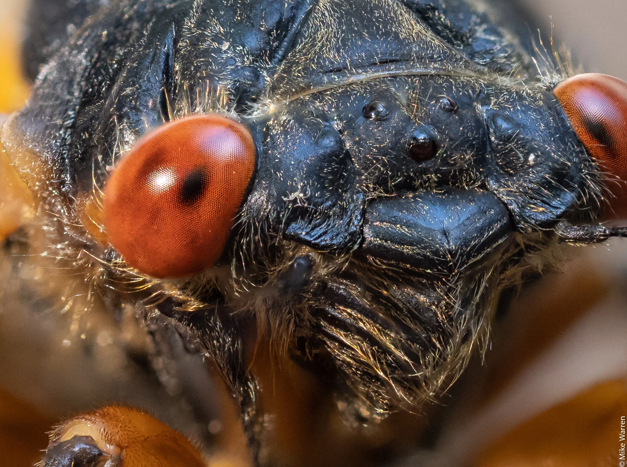 Cadia Insect Cicada - Close up — Darklighthouse Photography