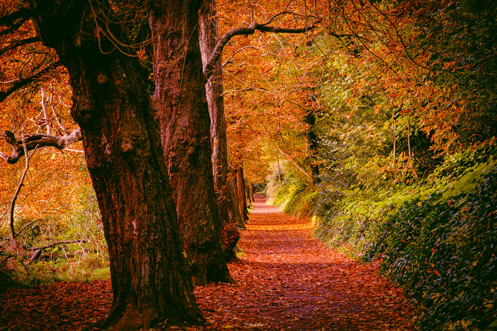 St Anne's Park, Clontarf, Dublin — Shay Farrelly