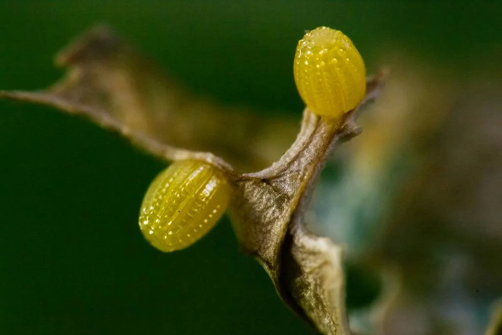 gulf fritillary eggs 1 copy.jpg
