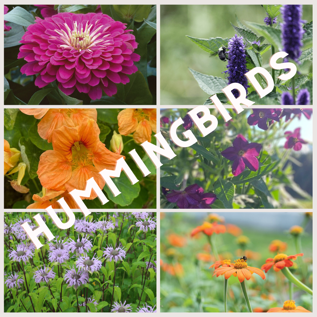 kit hummingbirds.png