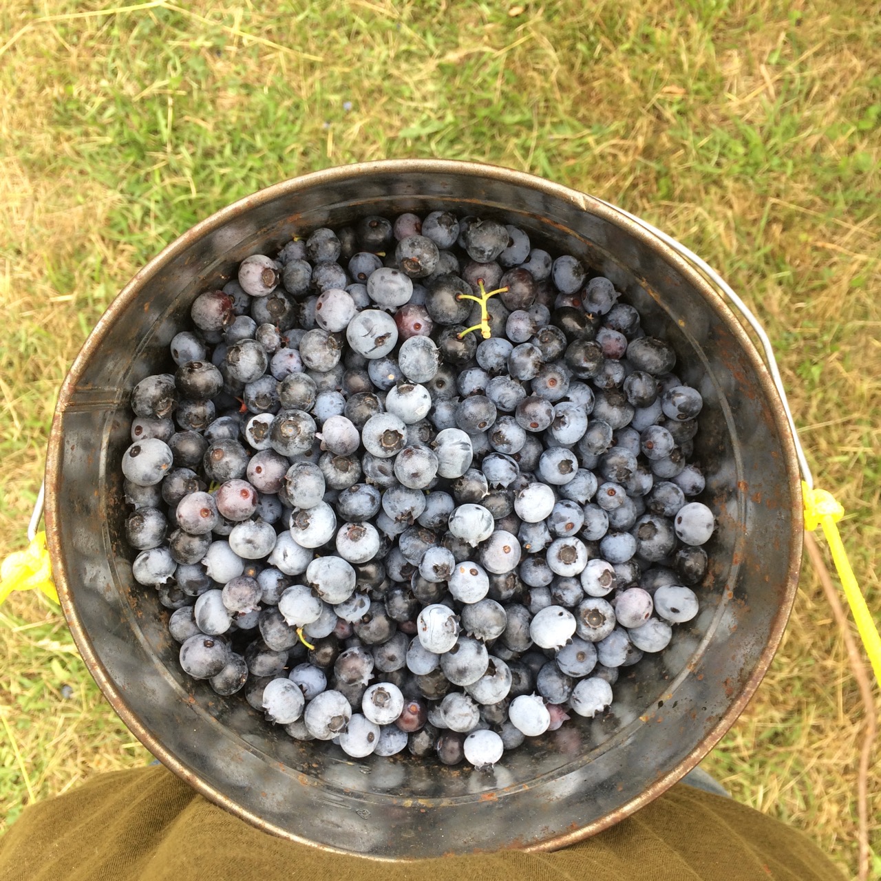 blueberries in bucket - maybe for the cover?.jpg