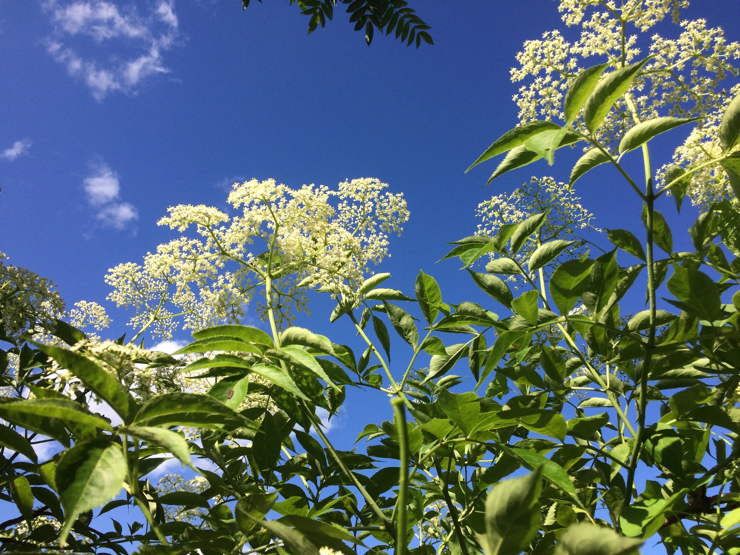 elderflower - 5.jpg