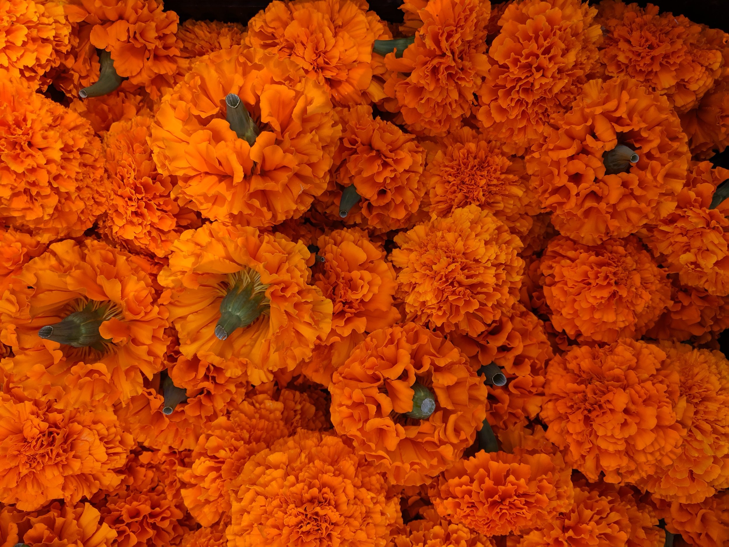 marigolds.jpg