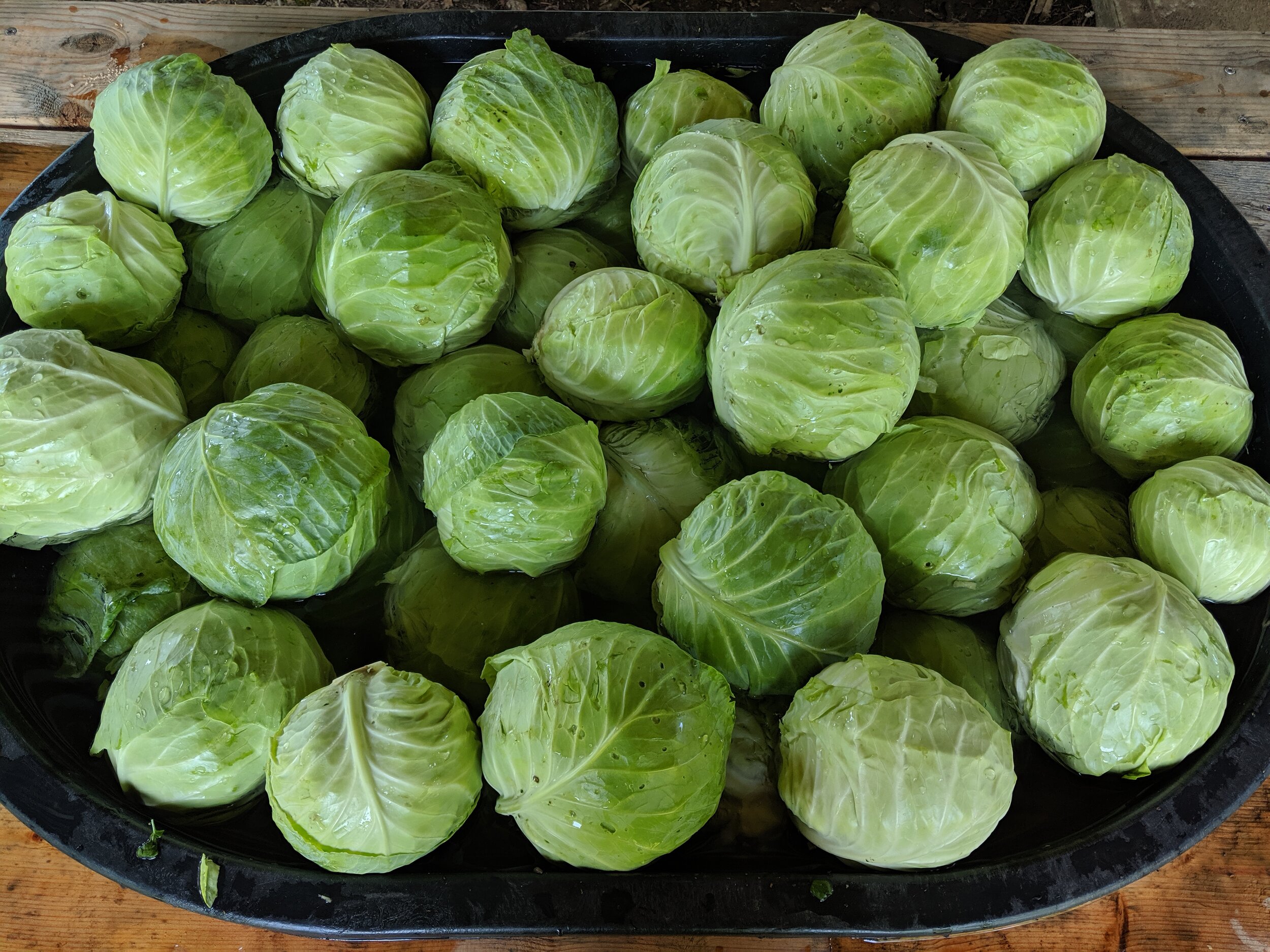 cabbage bulk.jpg