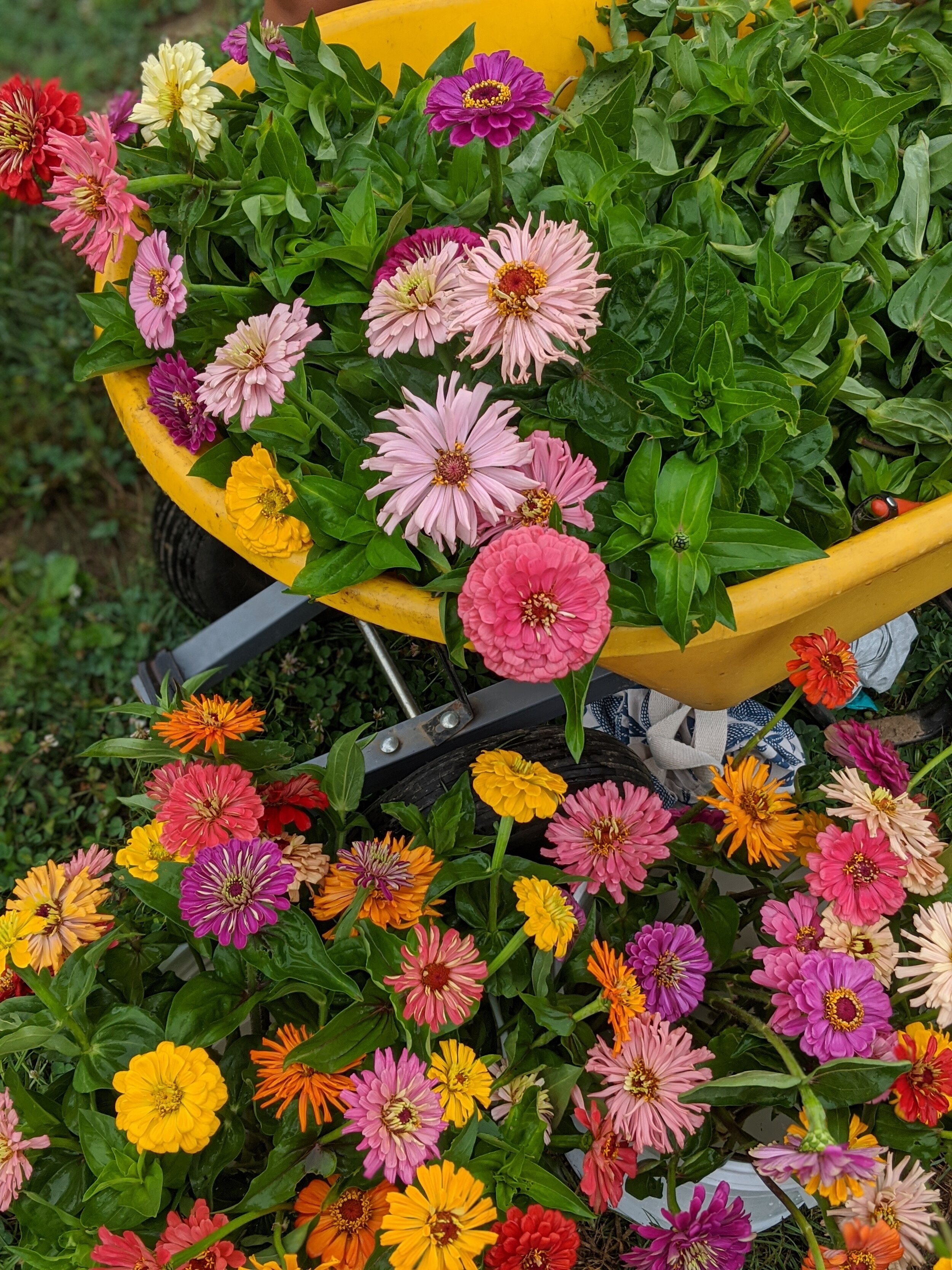 zinnia buckets.jpg