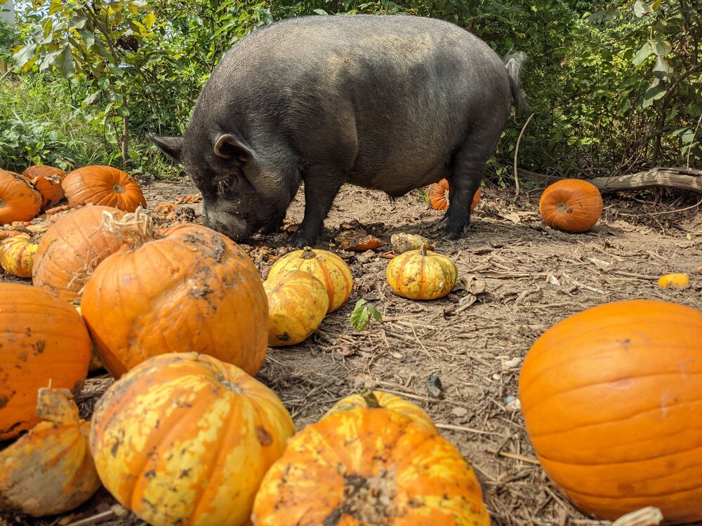 Halloween on the farm!