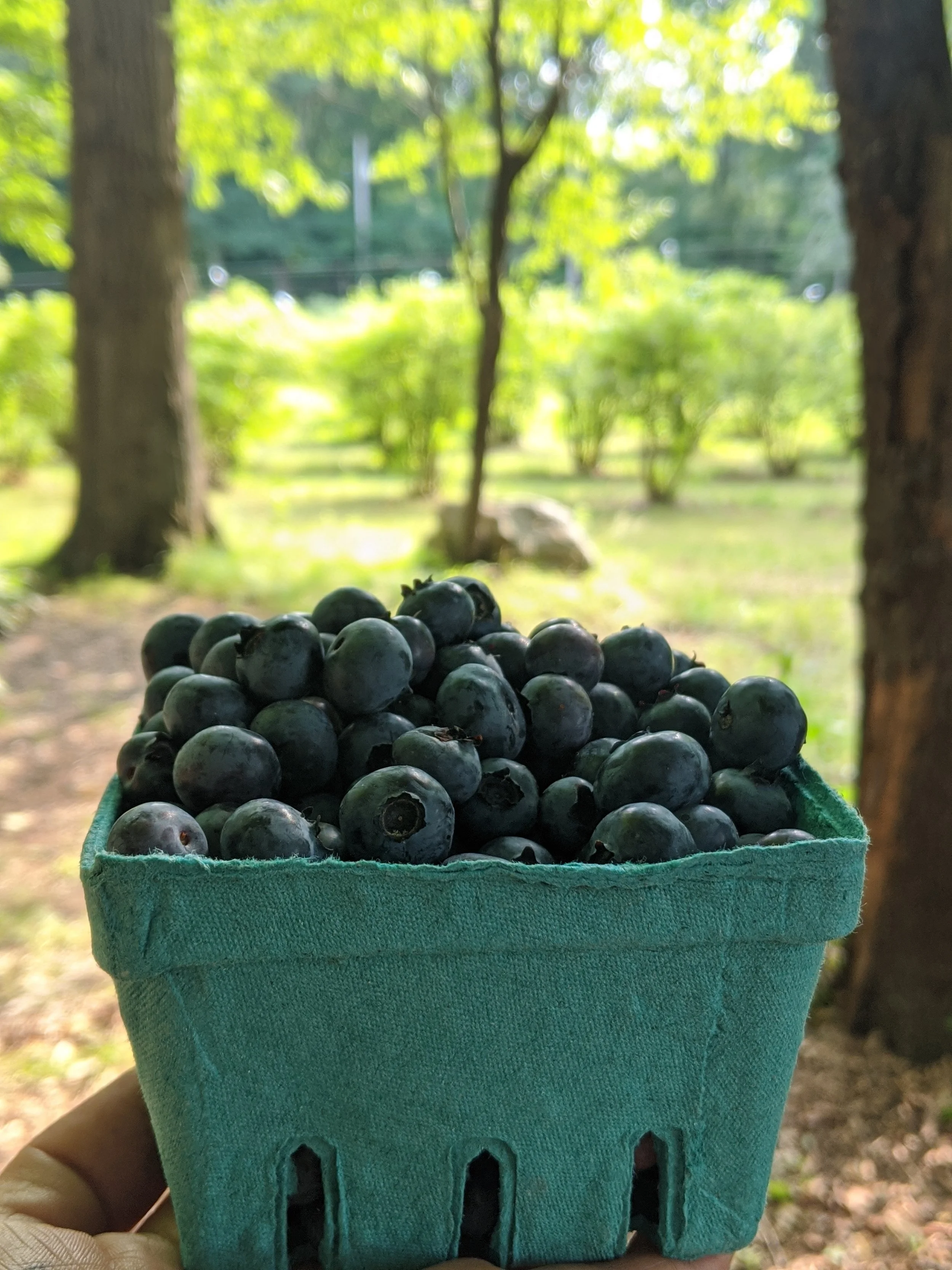 blueberry carton .jpg