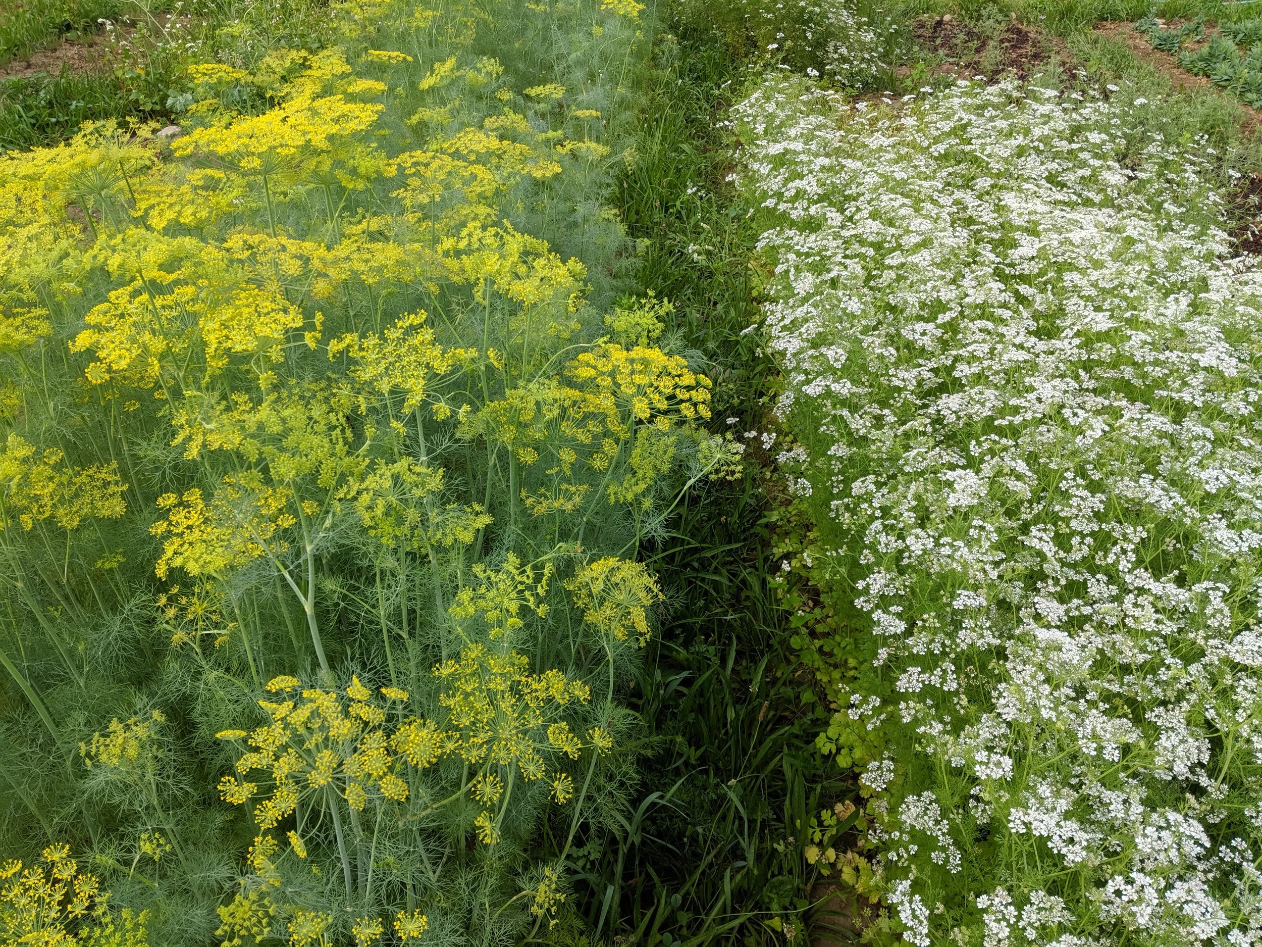 First Saturday Volunteer Day (July 1)