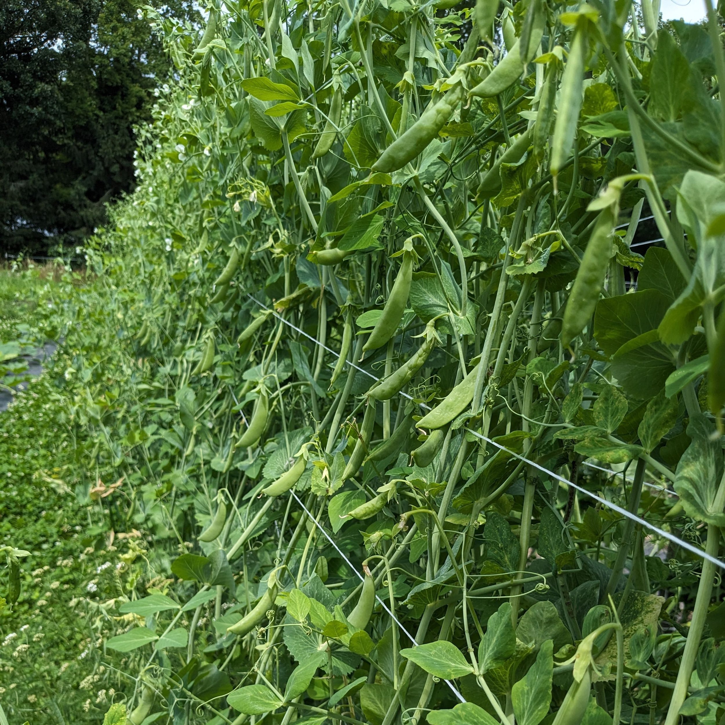 peas+on+the+vine.jpg