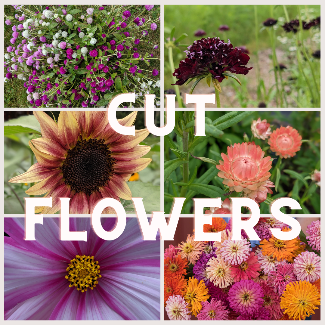 kit cut flowers.png