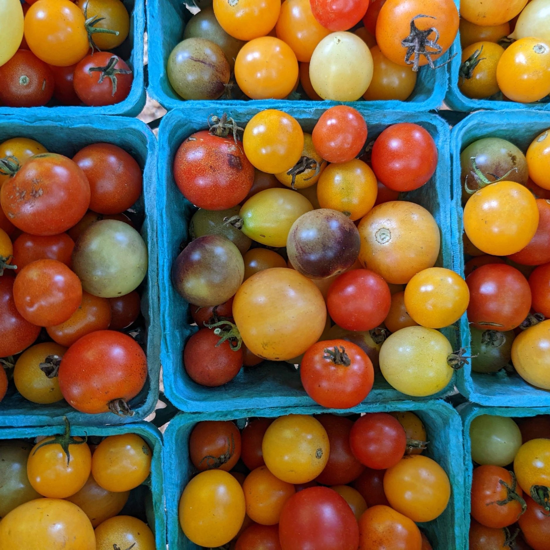 cherry+tomatoes+close+up.jpg