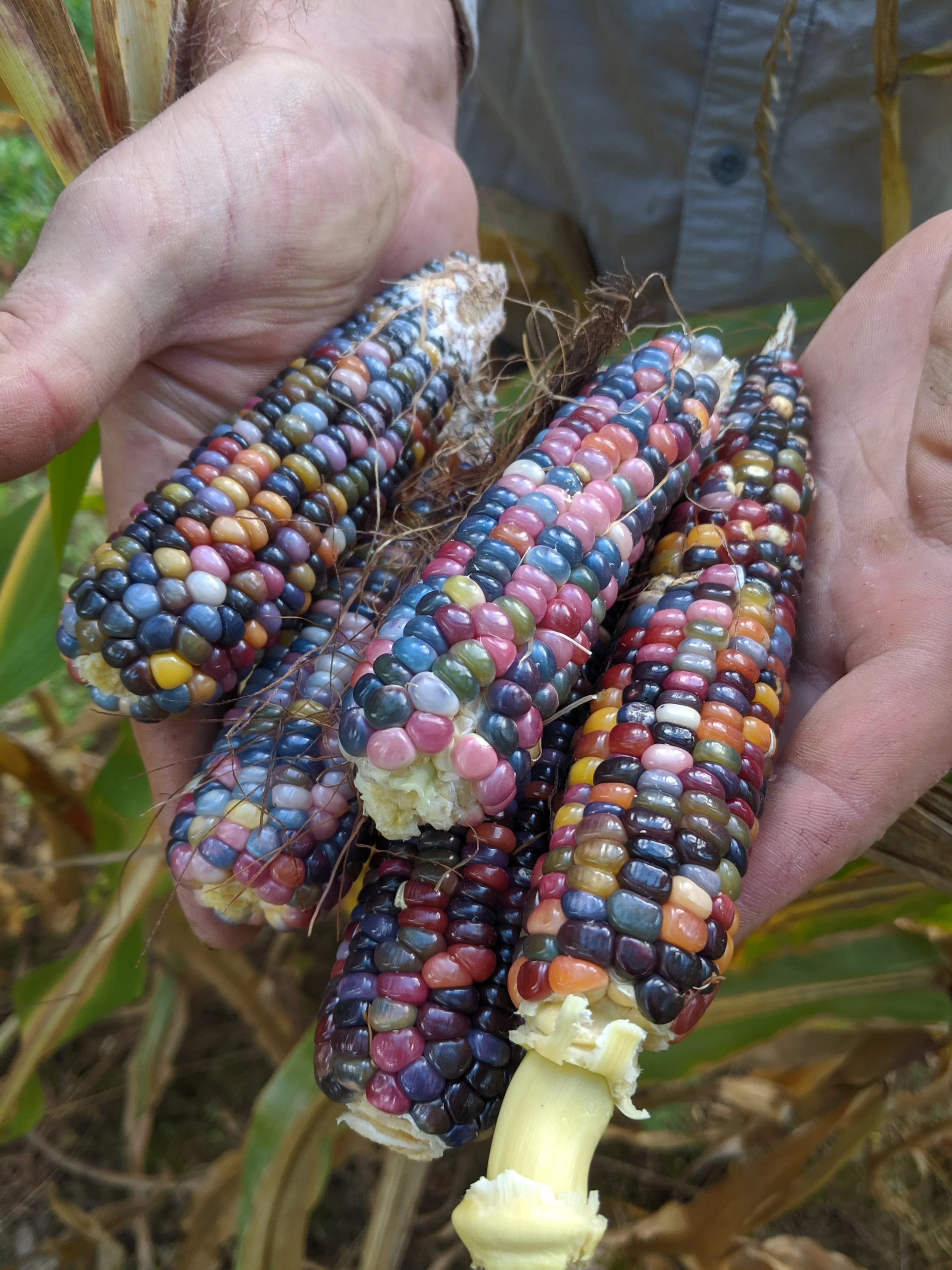 corn in hands.jpg