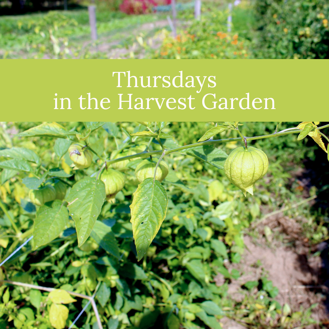 (cancelled) Thursdays in the Harvest Garden (Sept 25)