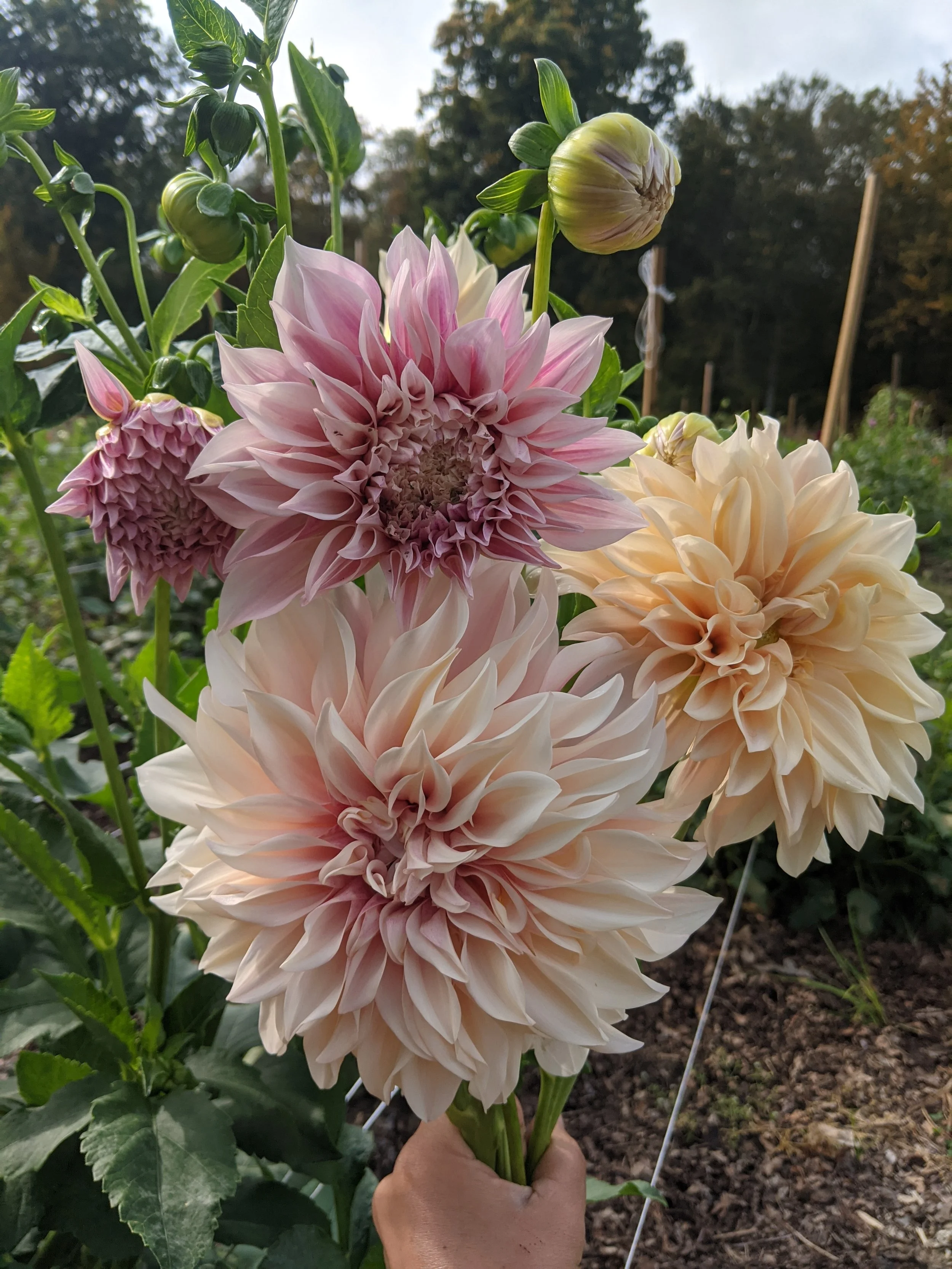 PYO Dahlias on Flower Hill
