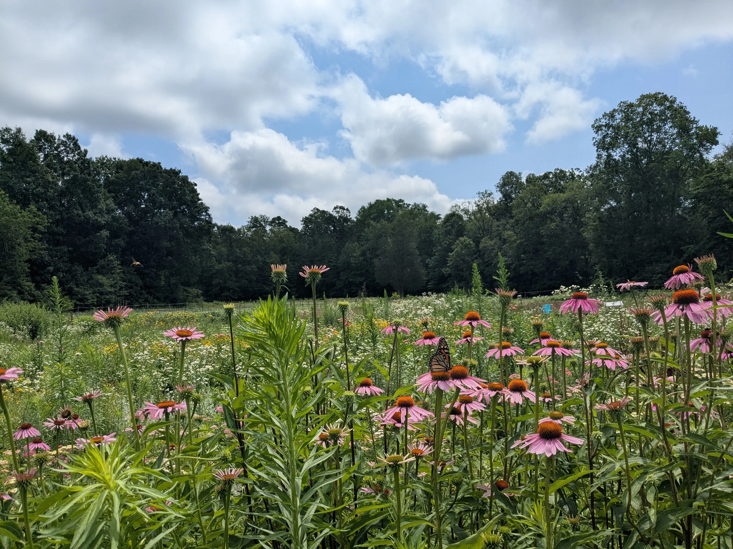 Volunteer Orientation &amp; Season Kickoff (June 13)