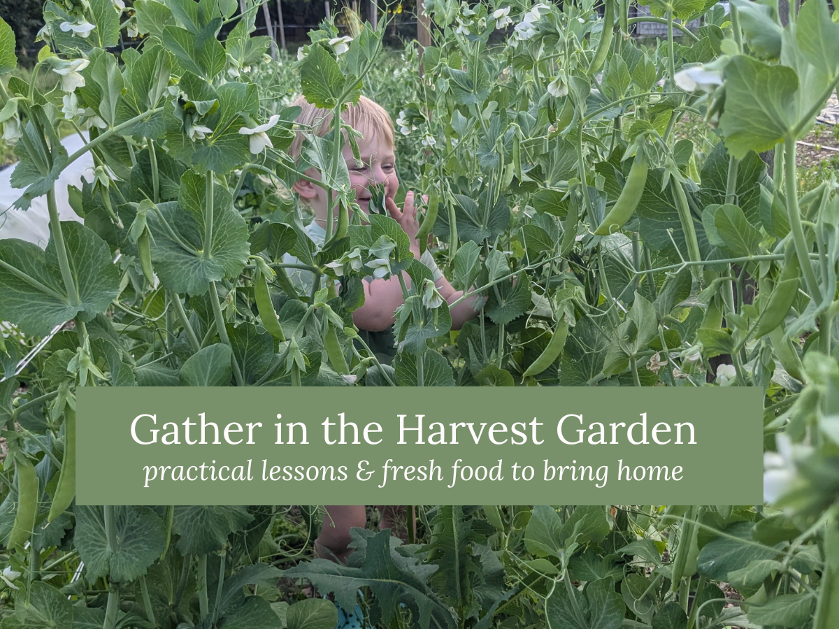 Gather in the Harvest Garden (multiple dates)