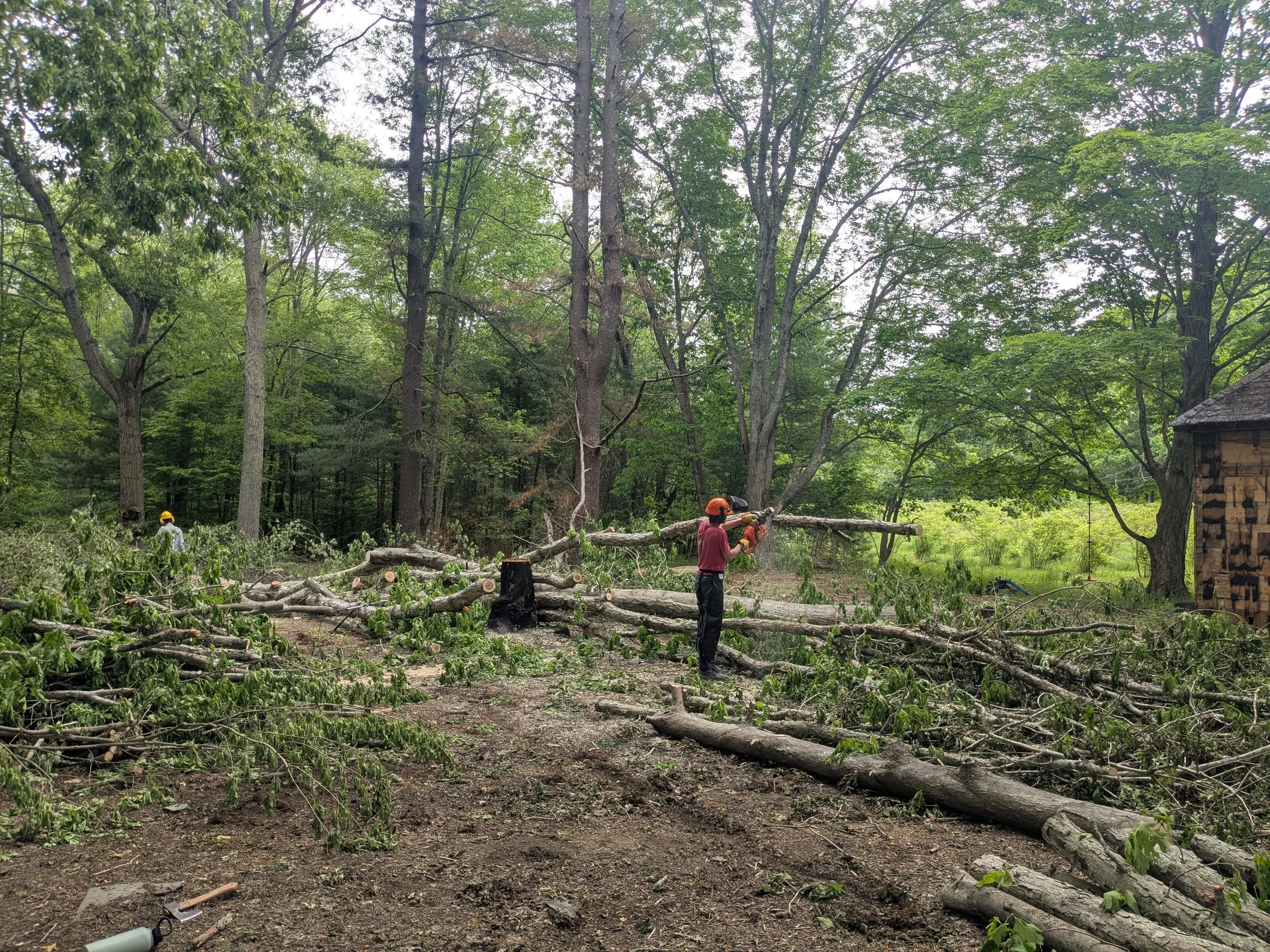 rebuild process photo - tree work.jpg