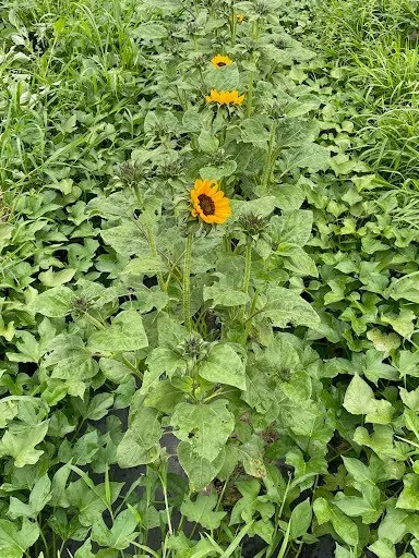 sunflowers in the sweet potatoes.jpeg