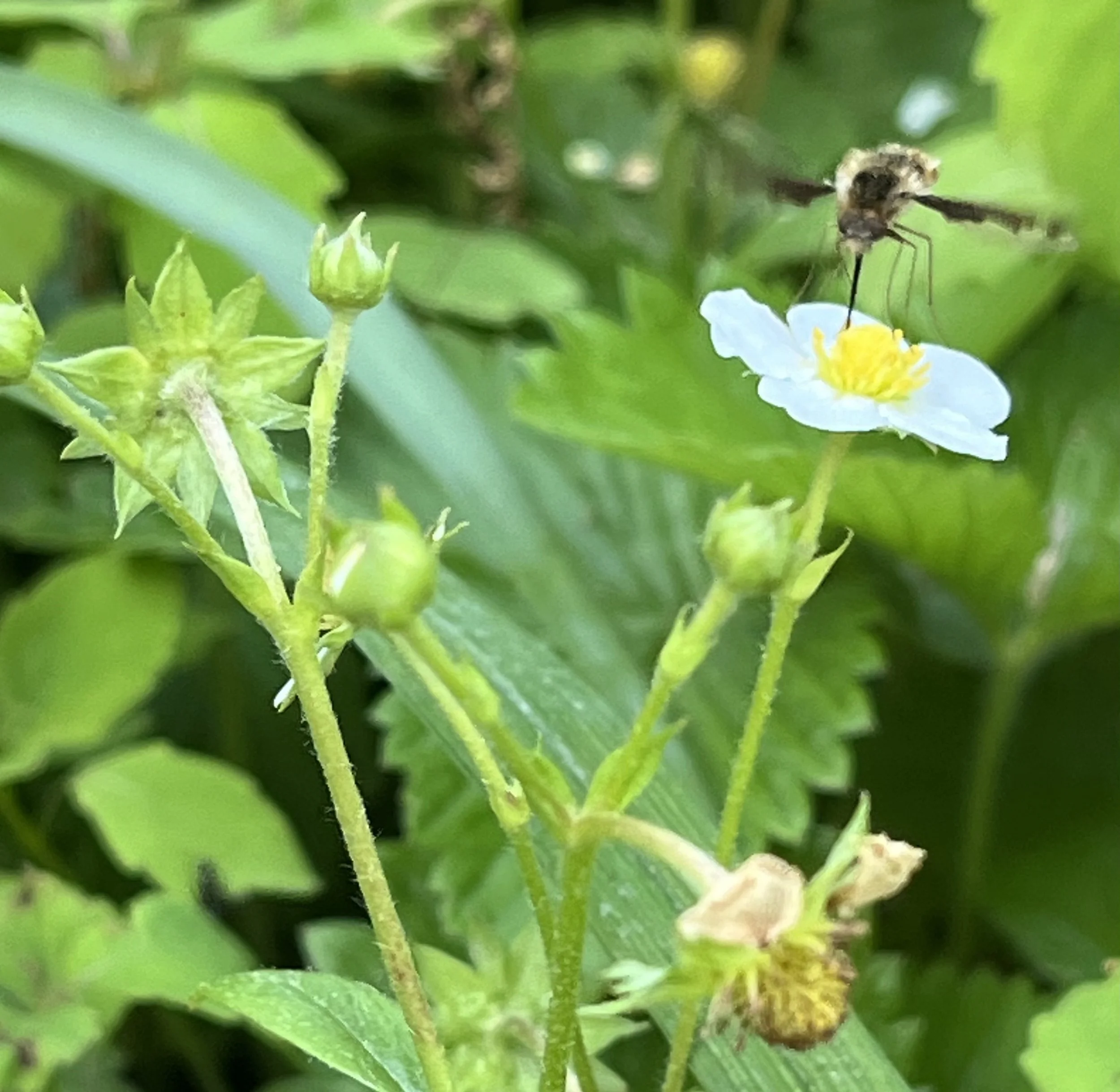 bee-fly_fragaria.jpg