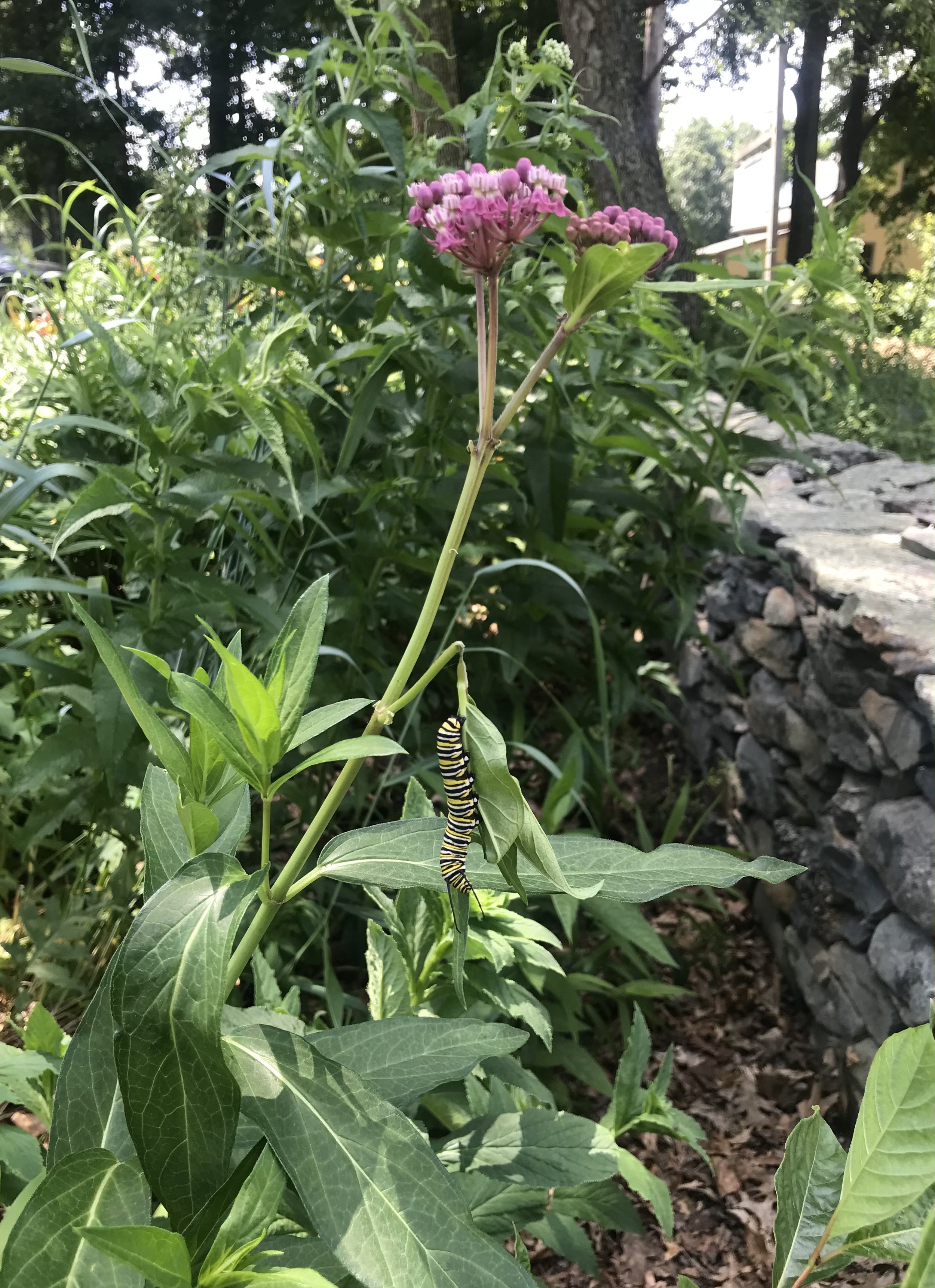 monarch-caterpillar-2.jpg
