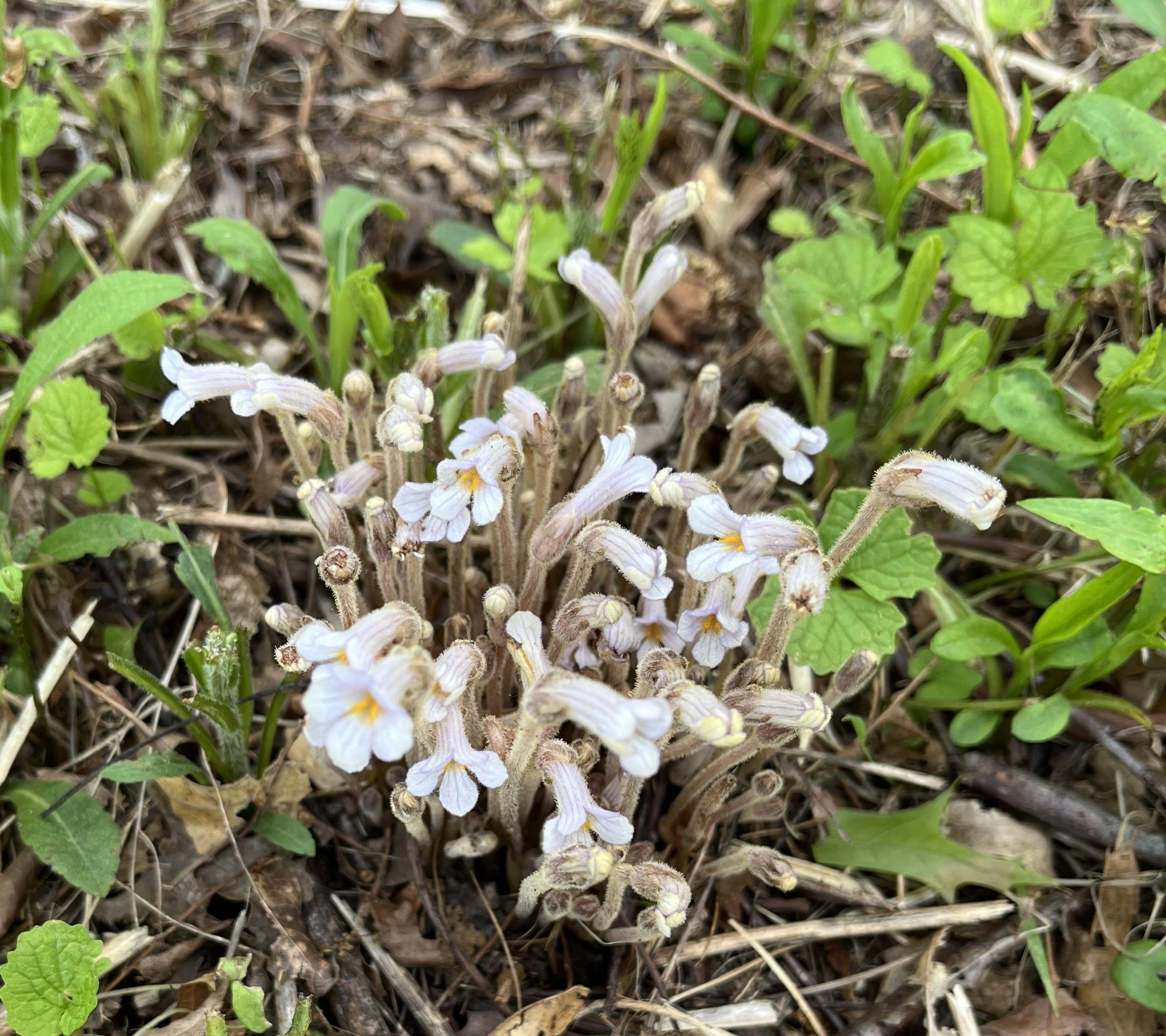 orobanche-uniflora.jpg