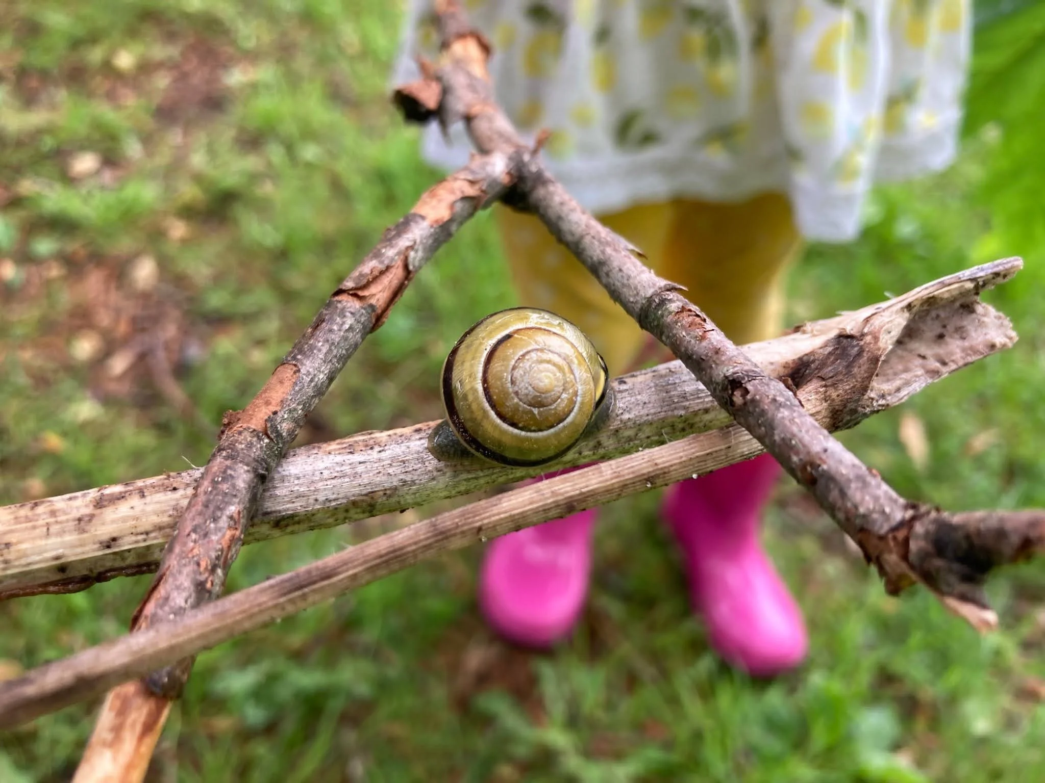 snails triangle.jpg