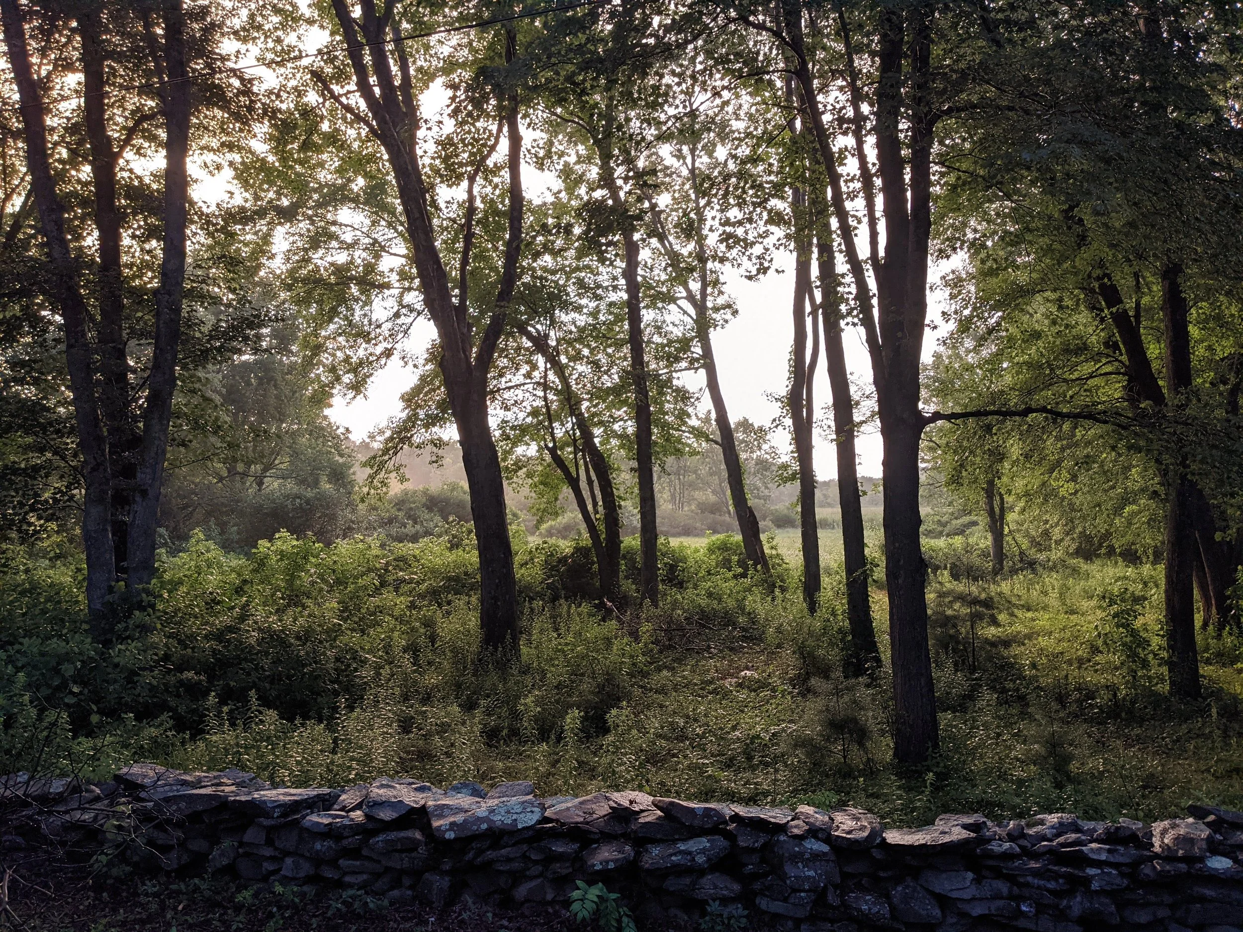 Hickory Grove Member