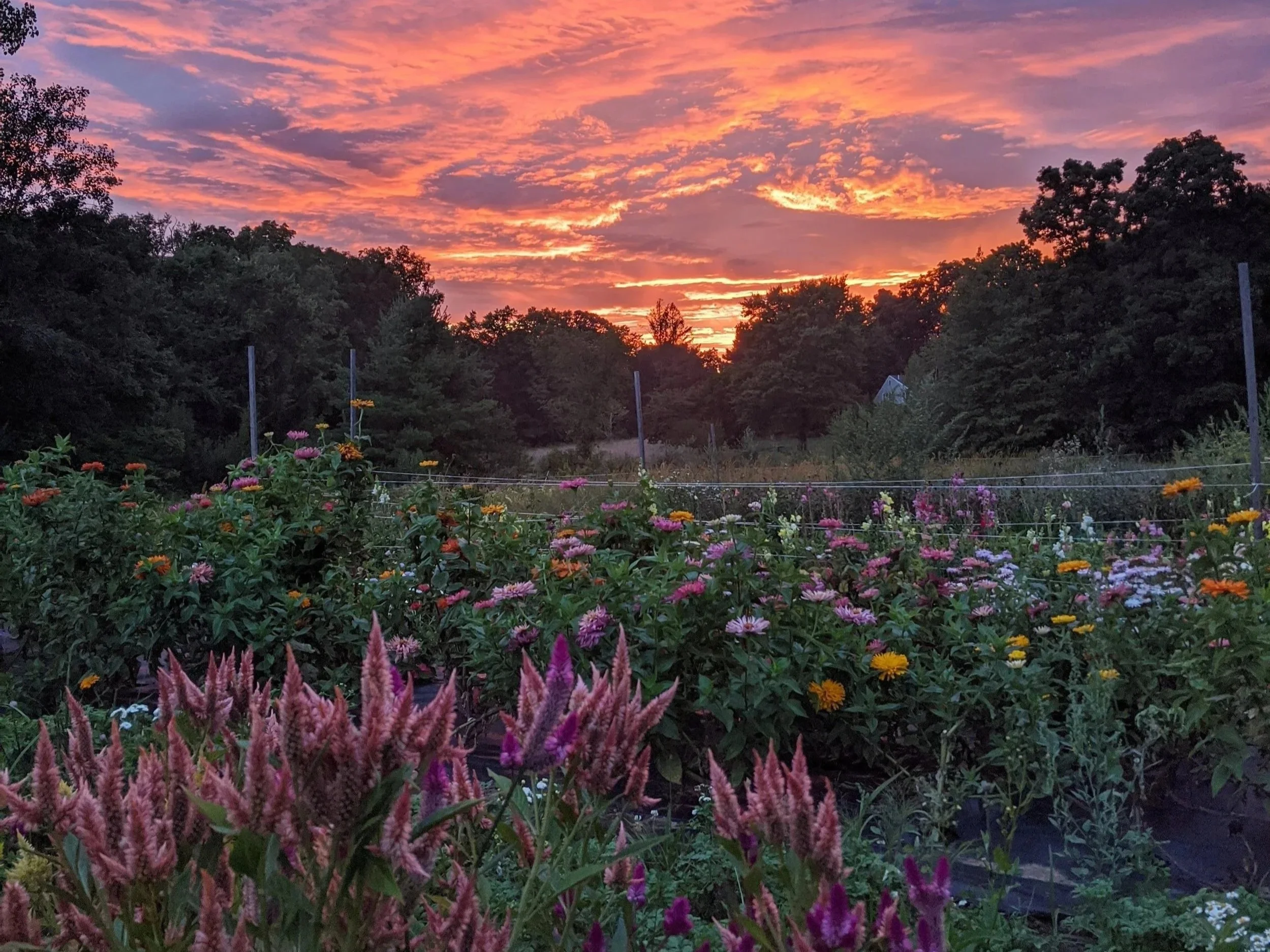 sunset flower hill.jpg