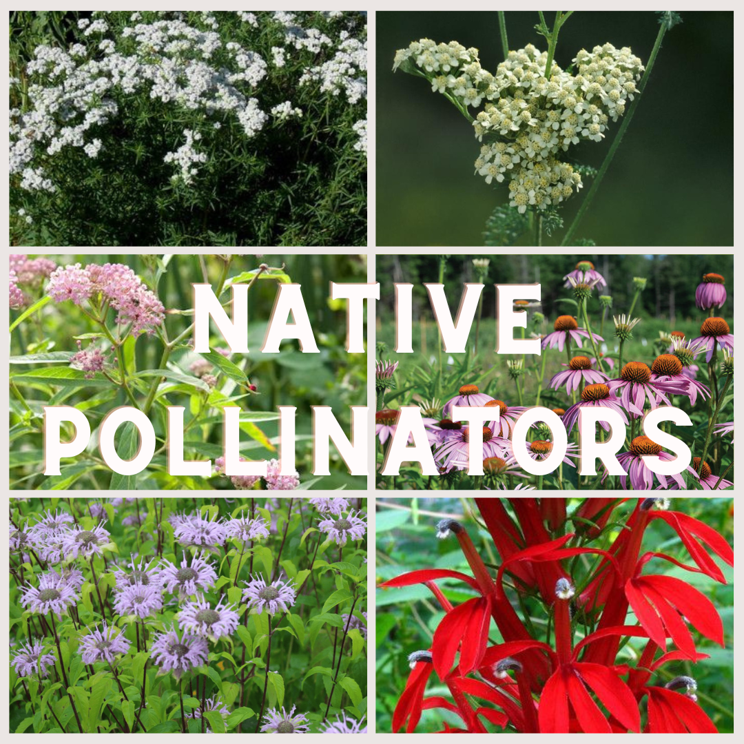 kit pollinators (to update).png