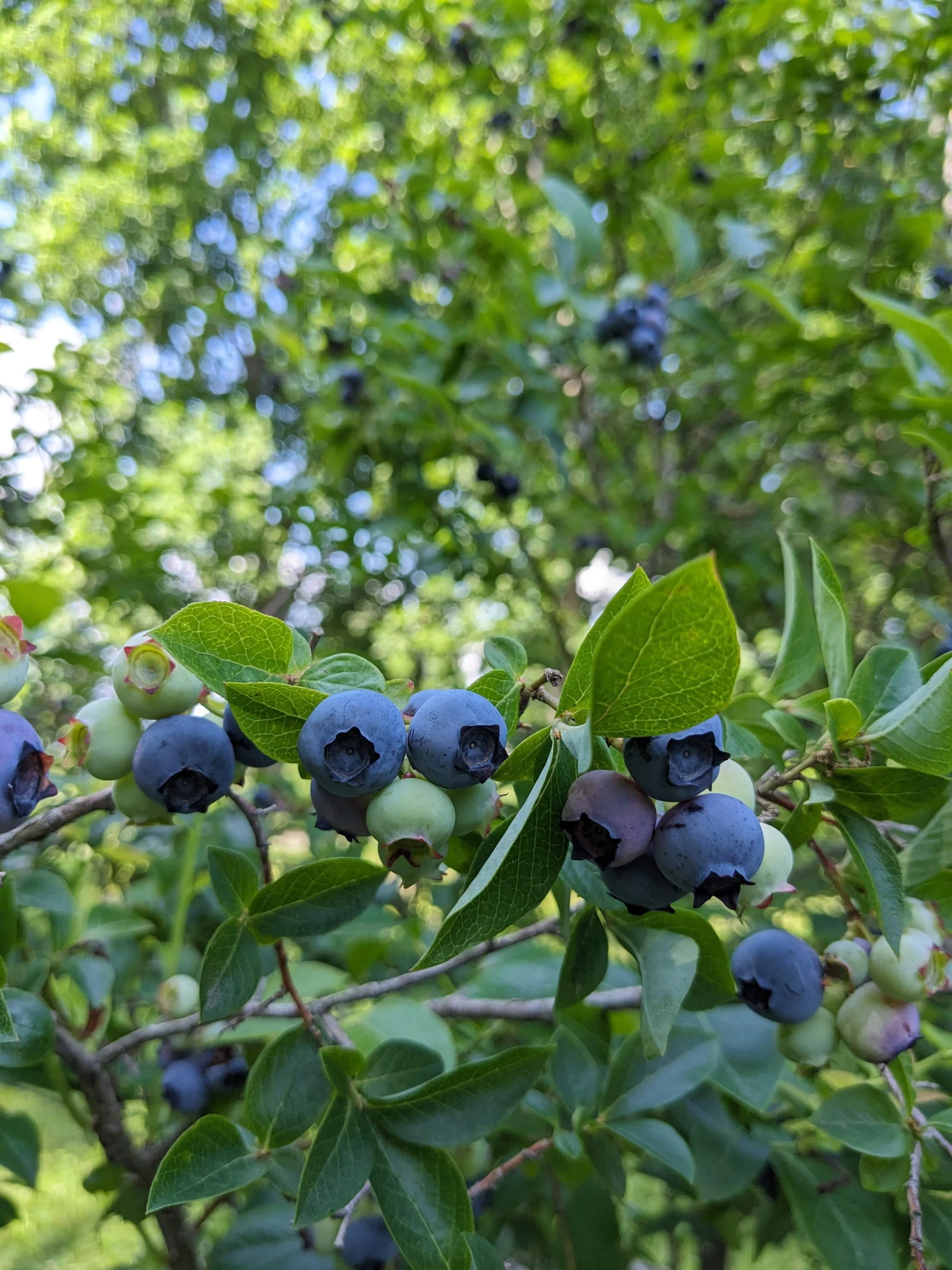 Blueberry Patch Member