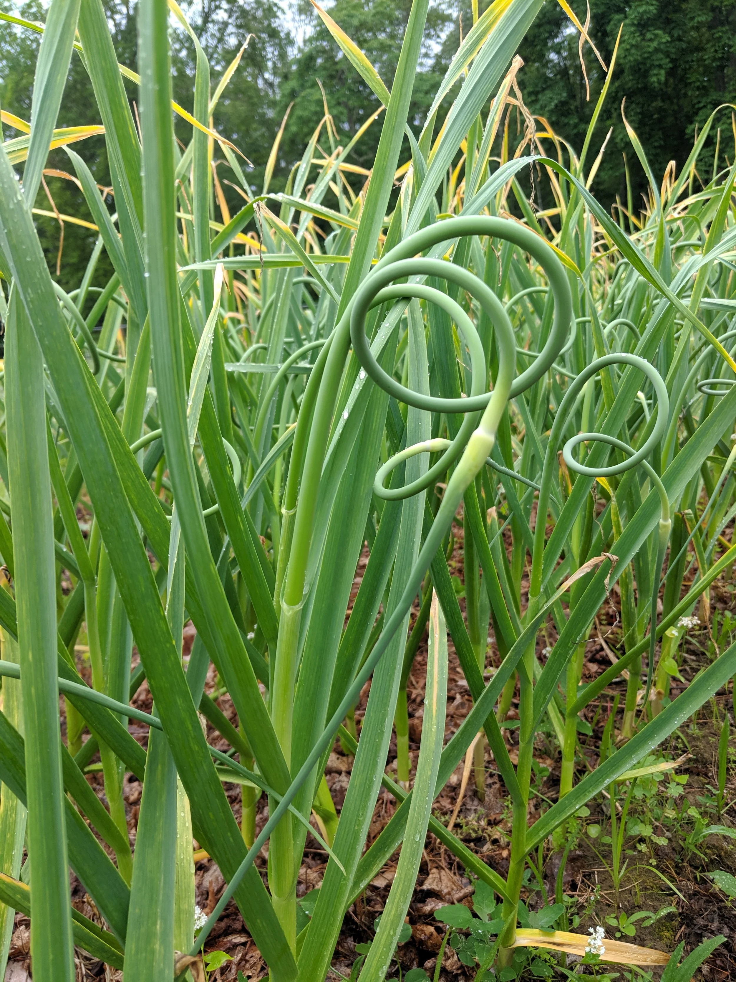 june 19 scapes1.jpg