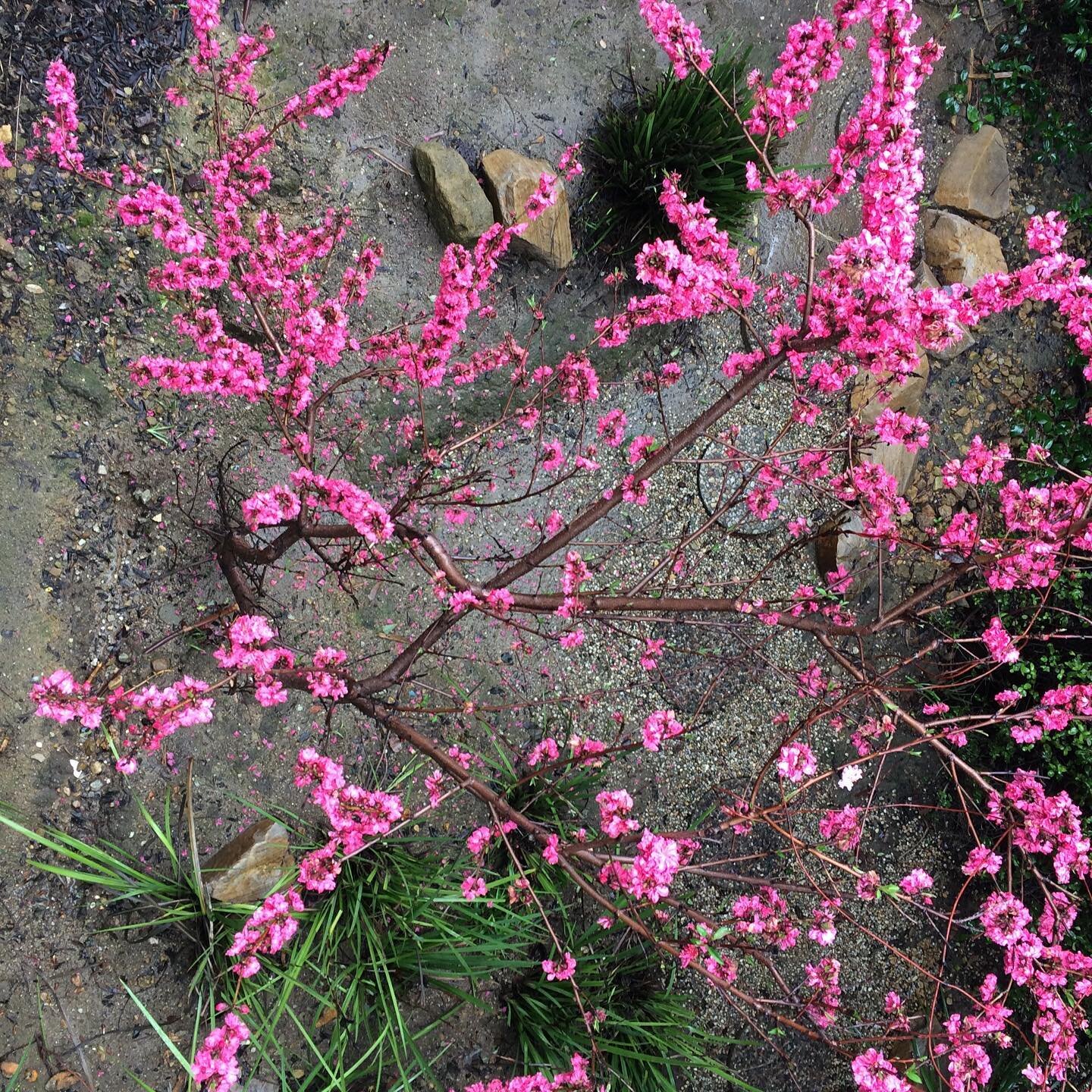 In summer these flowers will become peaches.

#peachtree #trees