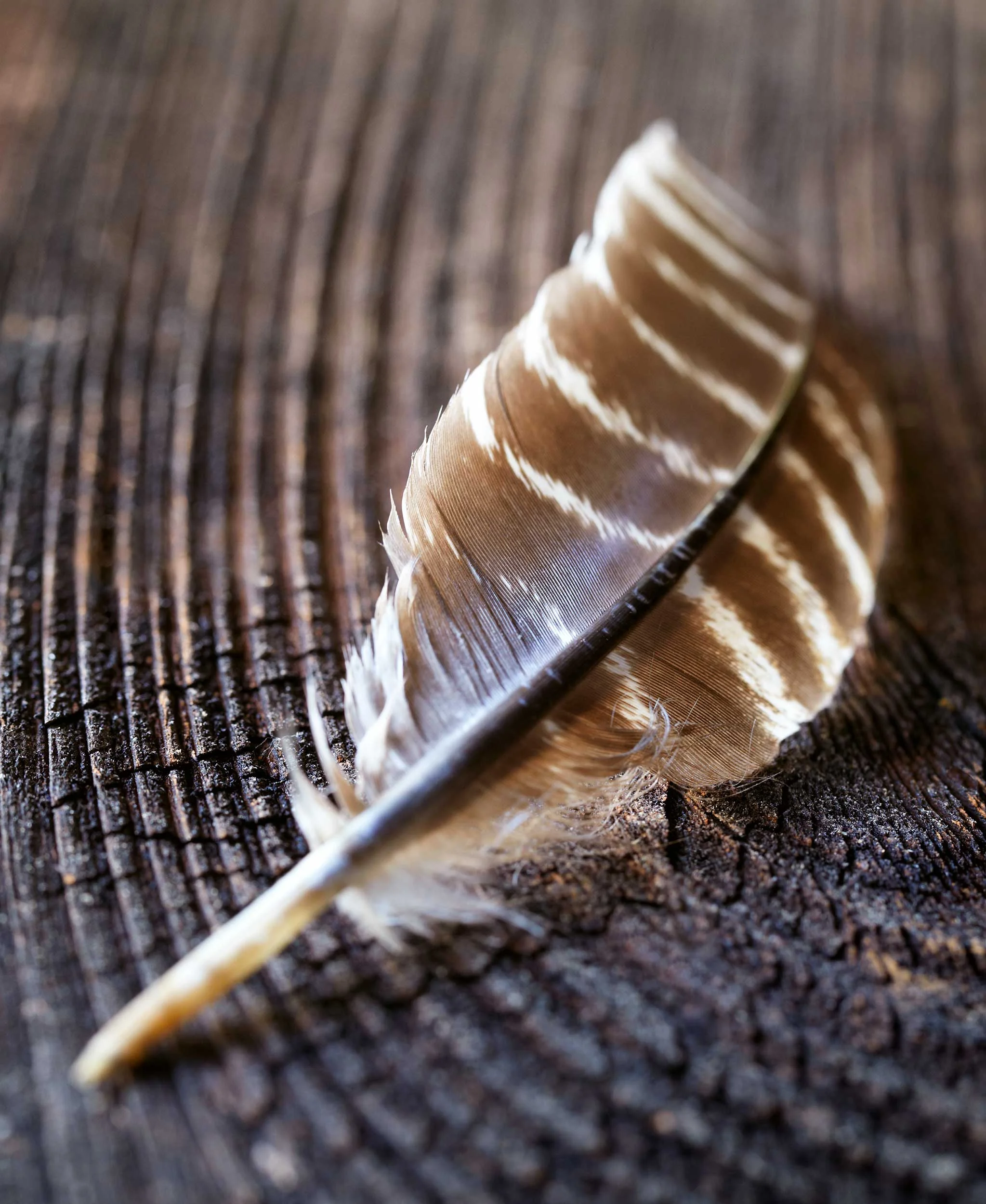 Ian_Stout_Photo_hawk_feather.jpg