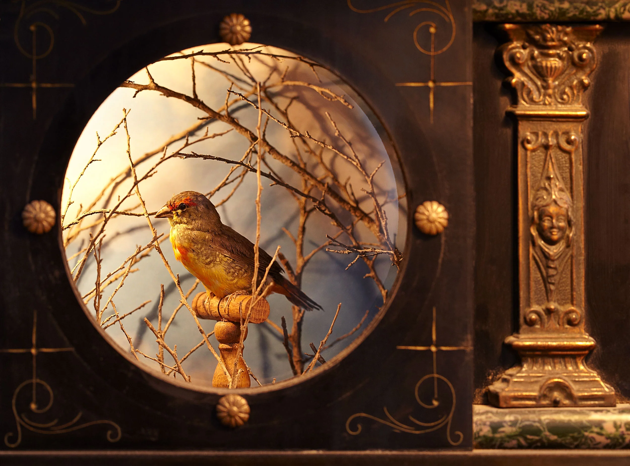 Ian_Stout_Photo_Lisa_Wood_Curiosities_Bird_Box.jpg