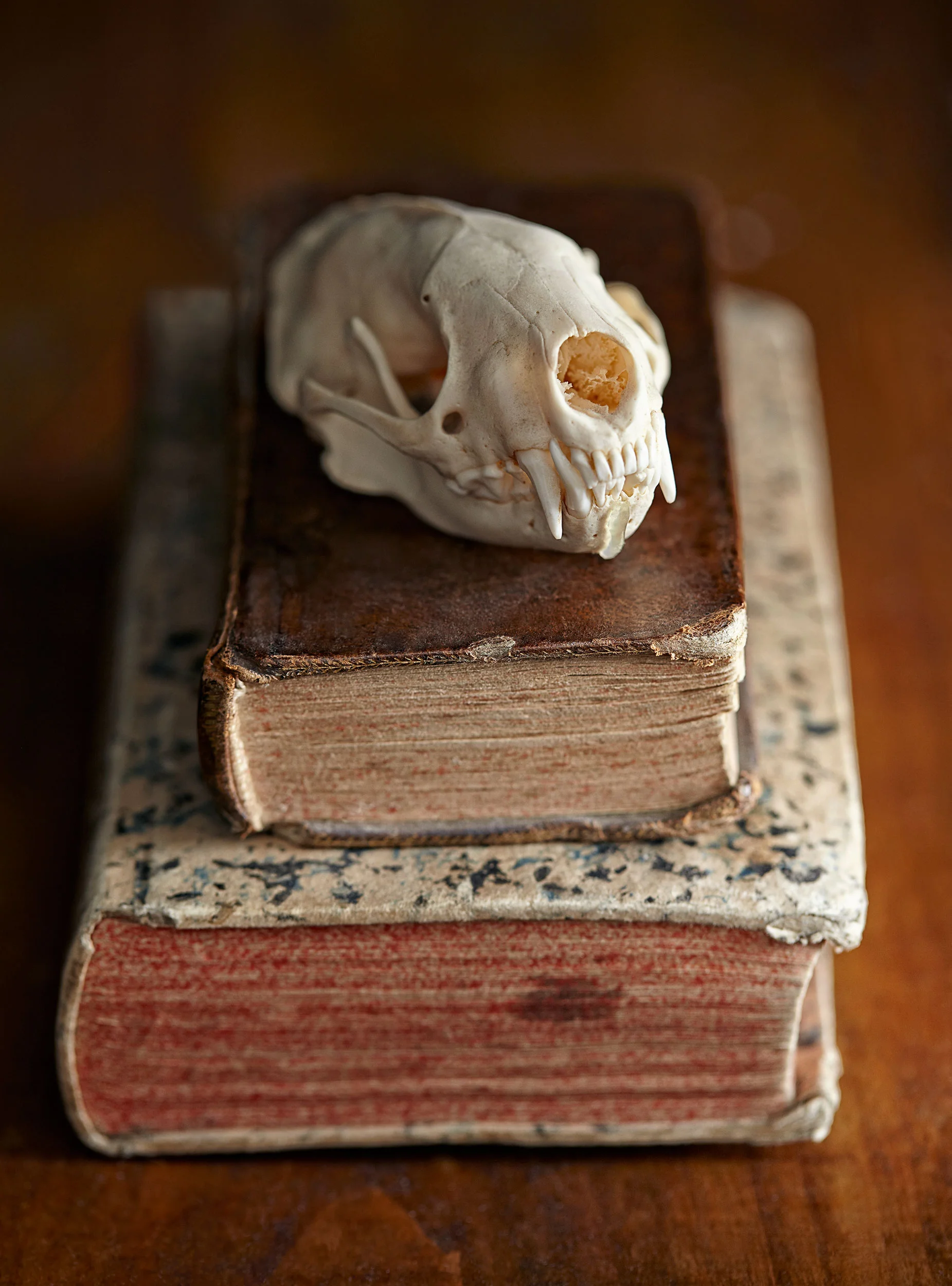 Ian_Stout_Photo_Lisa_Wood_Curiosities_skull_book.jpg