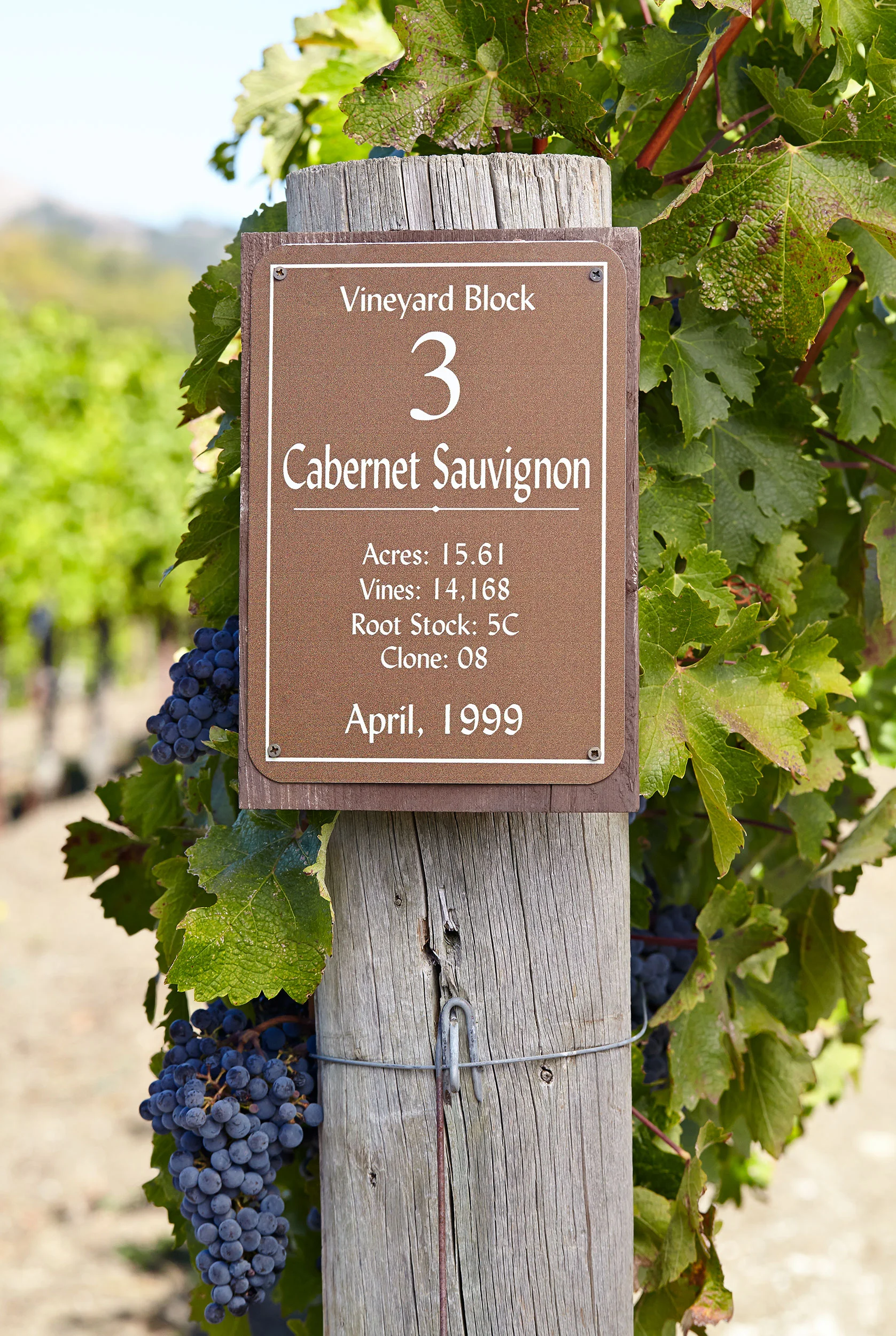 Ian_Stout_Photo_cabernet_sauvignon_grapes.jpg