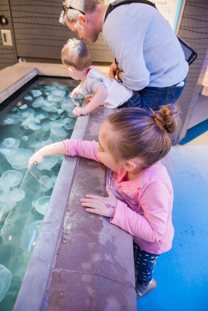 Little girl and boy reaching into fish tank to touch moon jellies at the aquarium.