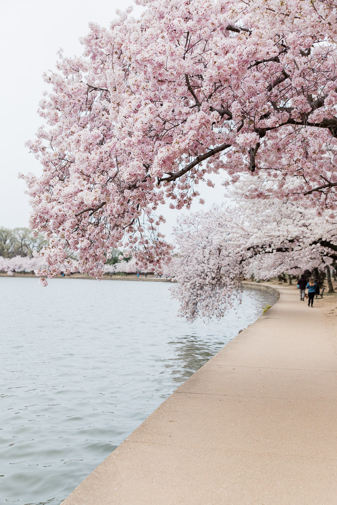Best Ways To See The Washington Dc Cherry Blossoms — Abroad Wife