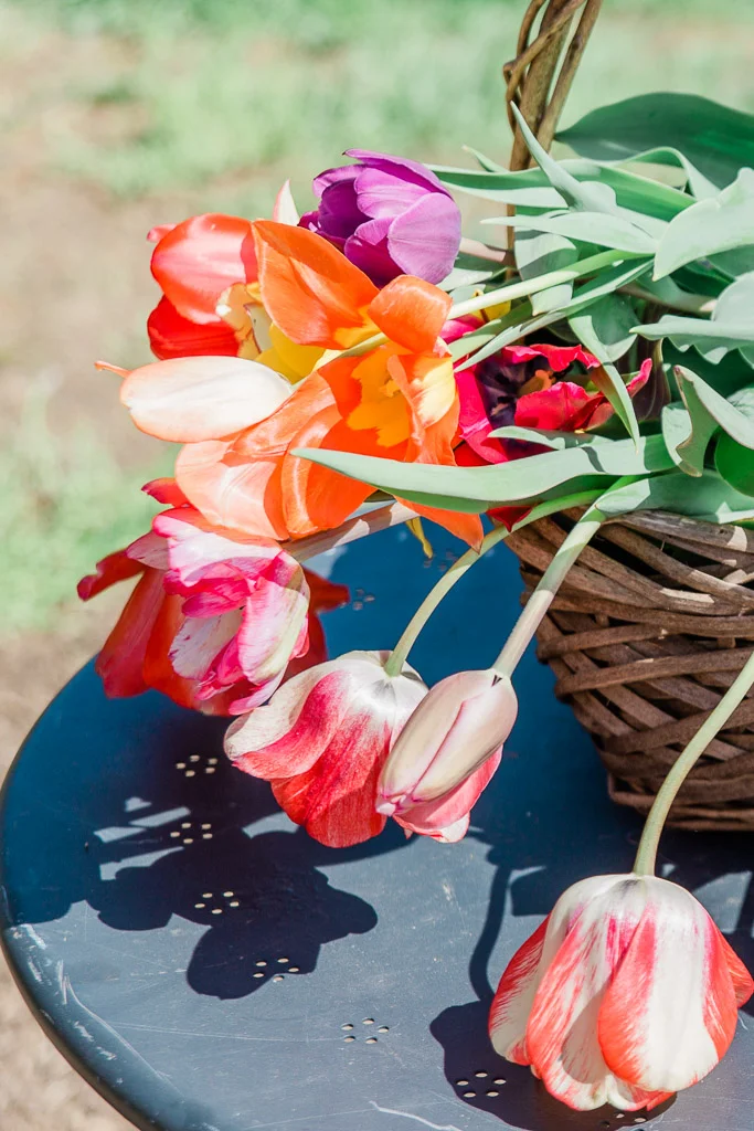 tulips10abroadwife.jpg