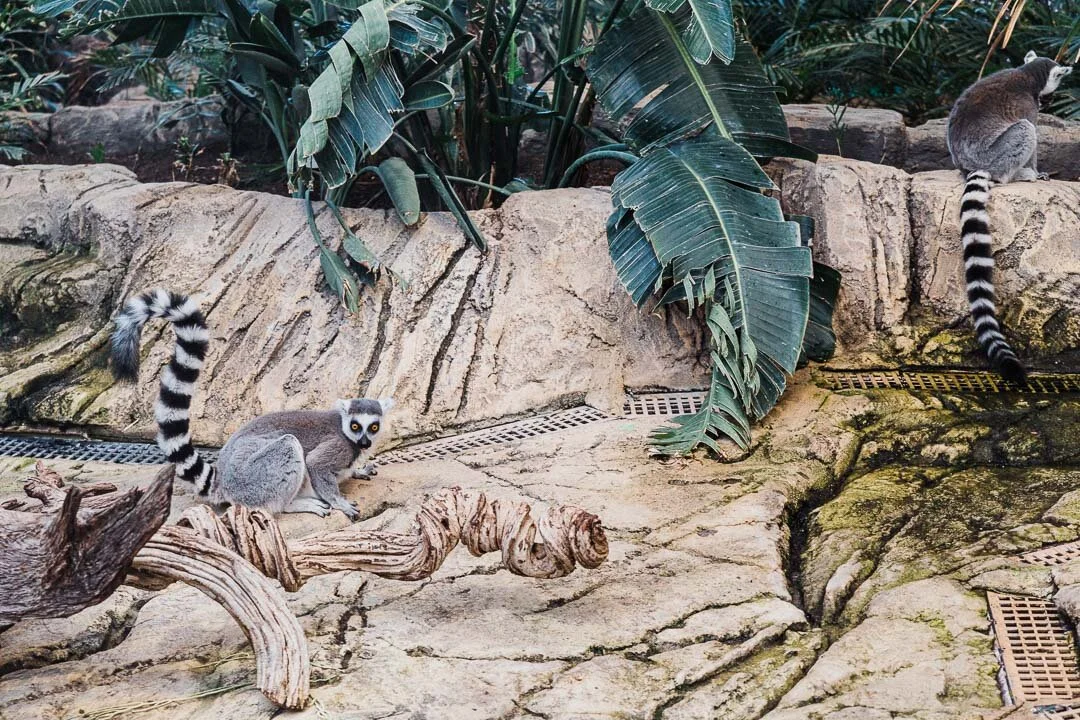 Ring-tailed Lemurs at the Biodome of Parque de Las Ciencias in Granada, Spain.