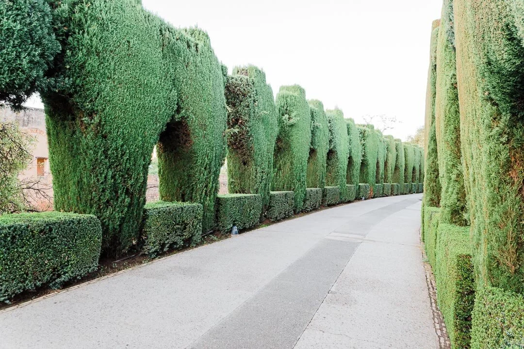 Tall, sculpted, green hedges along a cement path at Alhambra in Granada, Spain.