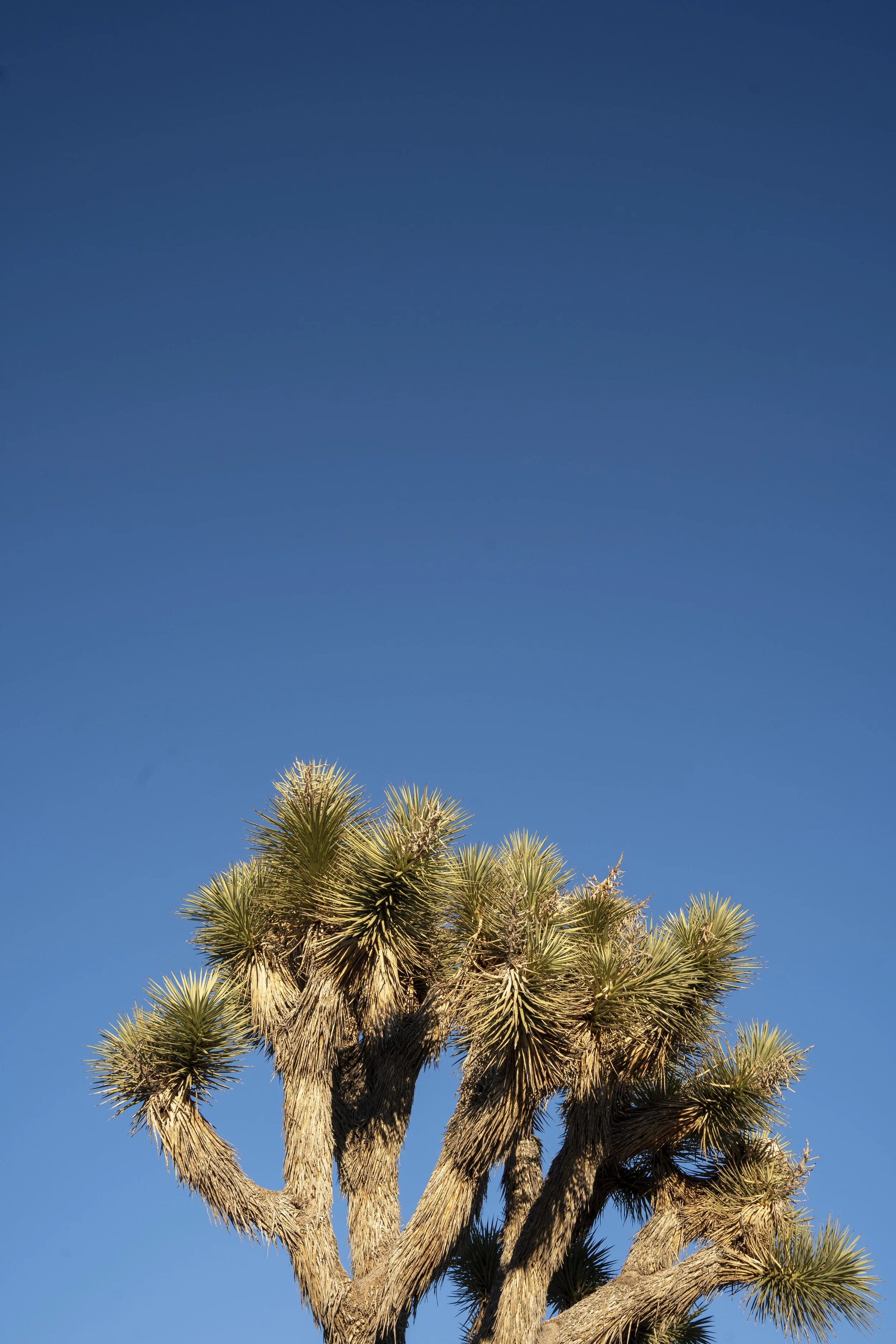 Joshua Tree