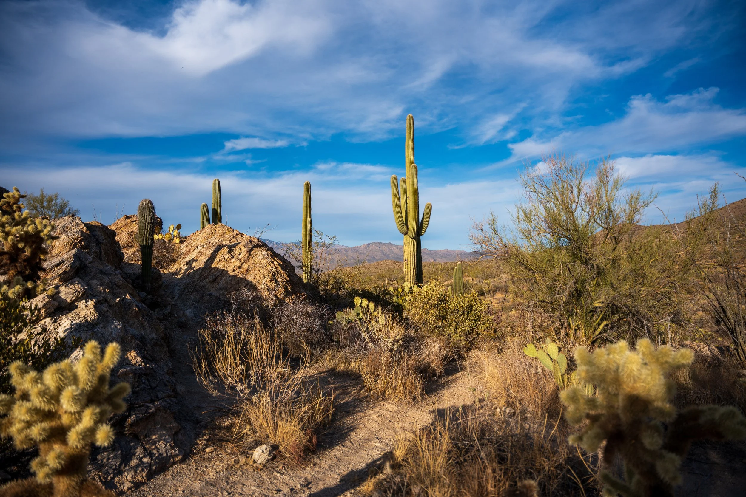 Saguaro