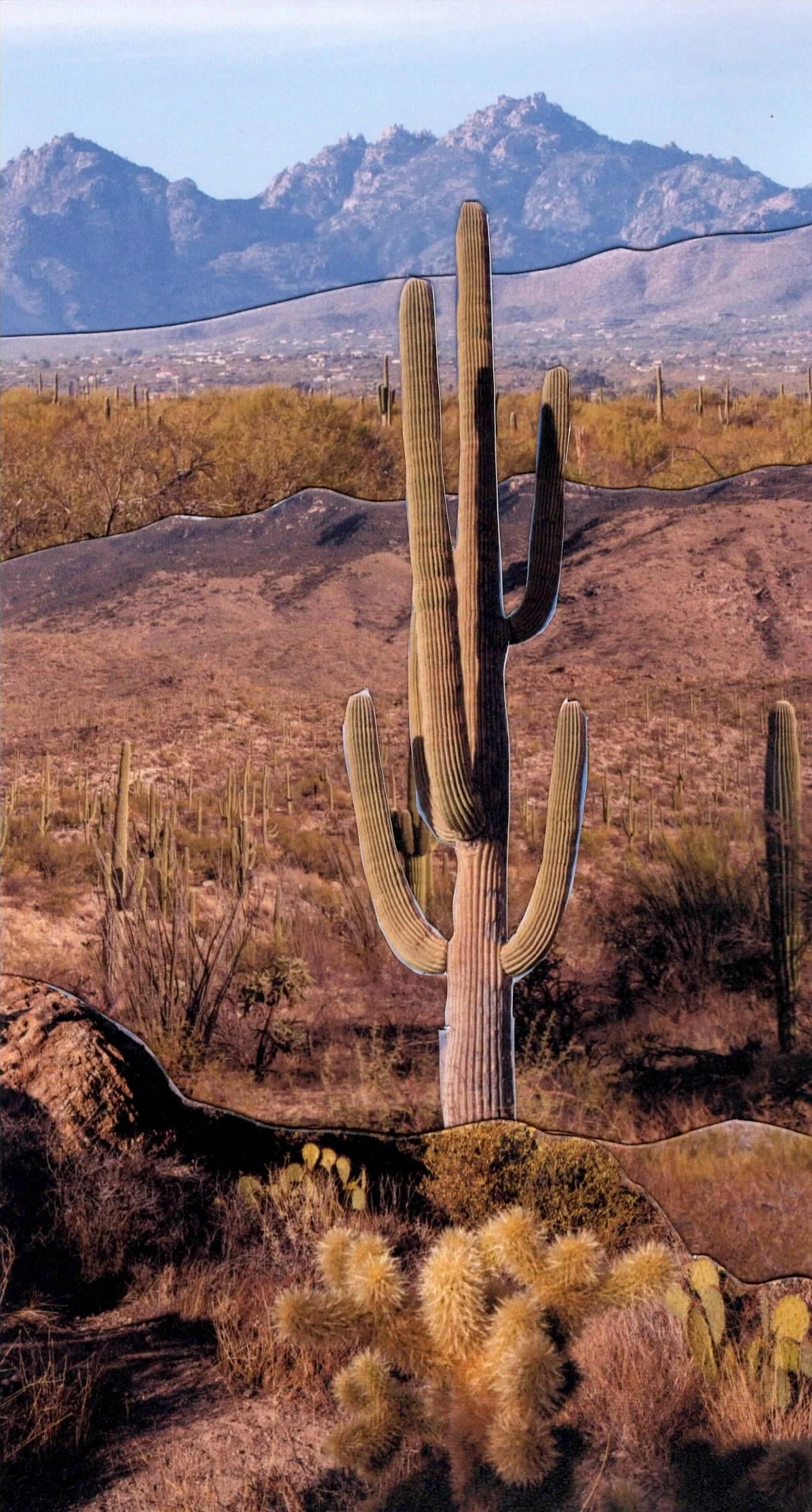 Saguaro-1.jpg