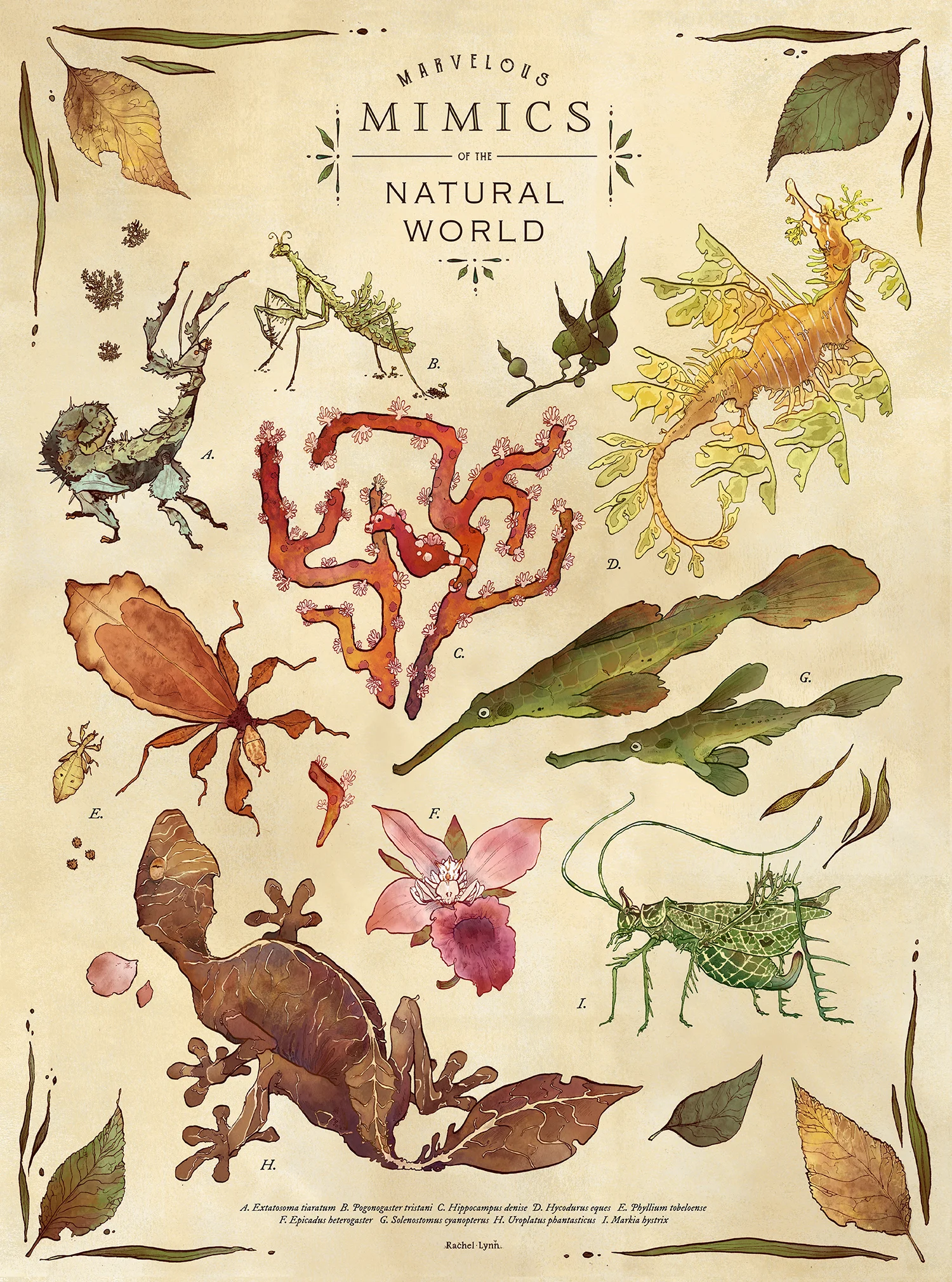 Marvelous Mimics of the Natural World