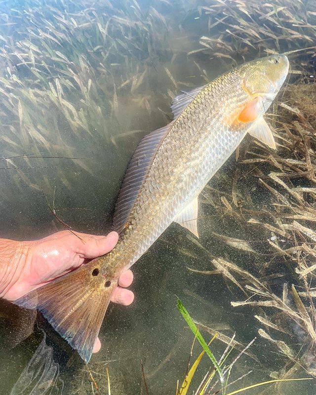 Grass fish
.
.
.
.
.
.
.
.
.
#redfish #redfishonthefly #spots #lowerlagunamadre #texas #texascoast #ccatexas #winstonrods #tiborreels #maverickboats #southpadreisland #saltwaterflyfishing