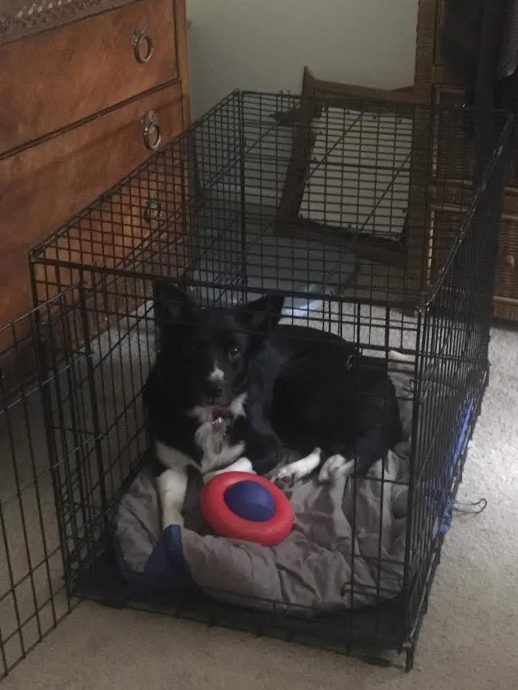 Hanging out in her crate with her Gyro :)