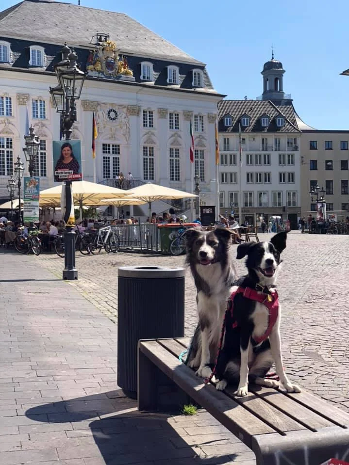 Fin and Bee exploring Cologne