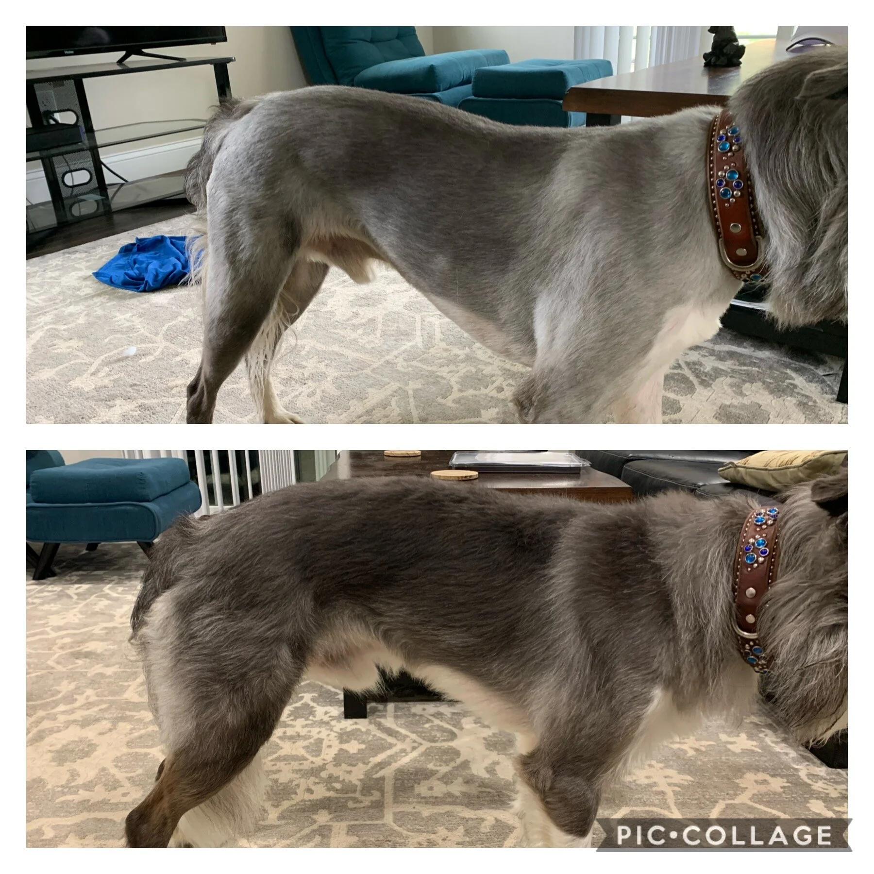 Top was 6 weeks ago, bottom was this week.  Although he’s fluffier, you can definitely see greater muscle definitions throughout his topline, in the neck and shoulders, and in his haunches.  I attribute much of this muscle gain to MYOS since he was …